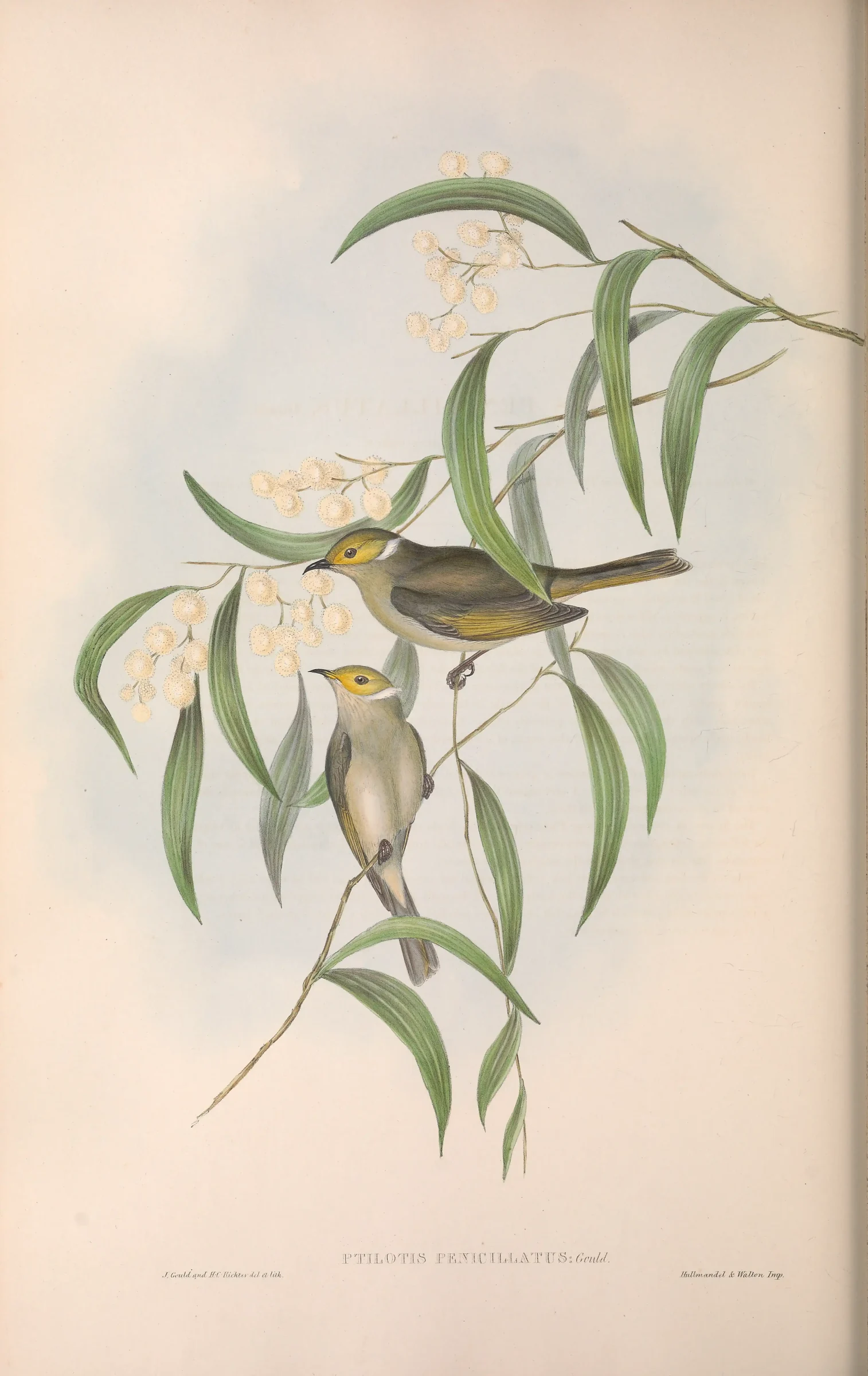 Historical bird plate: White-plumed Honeyeater