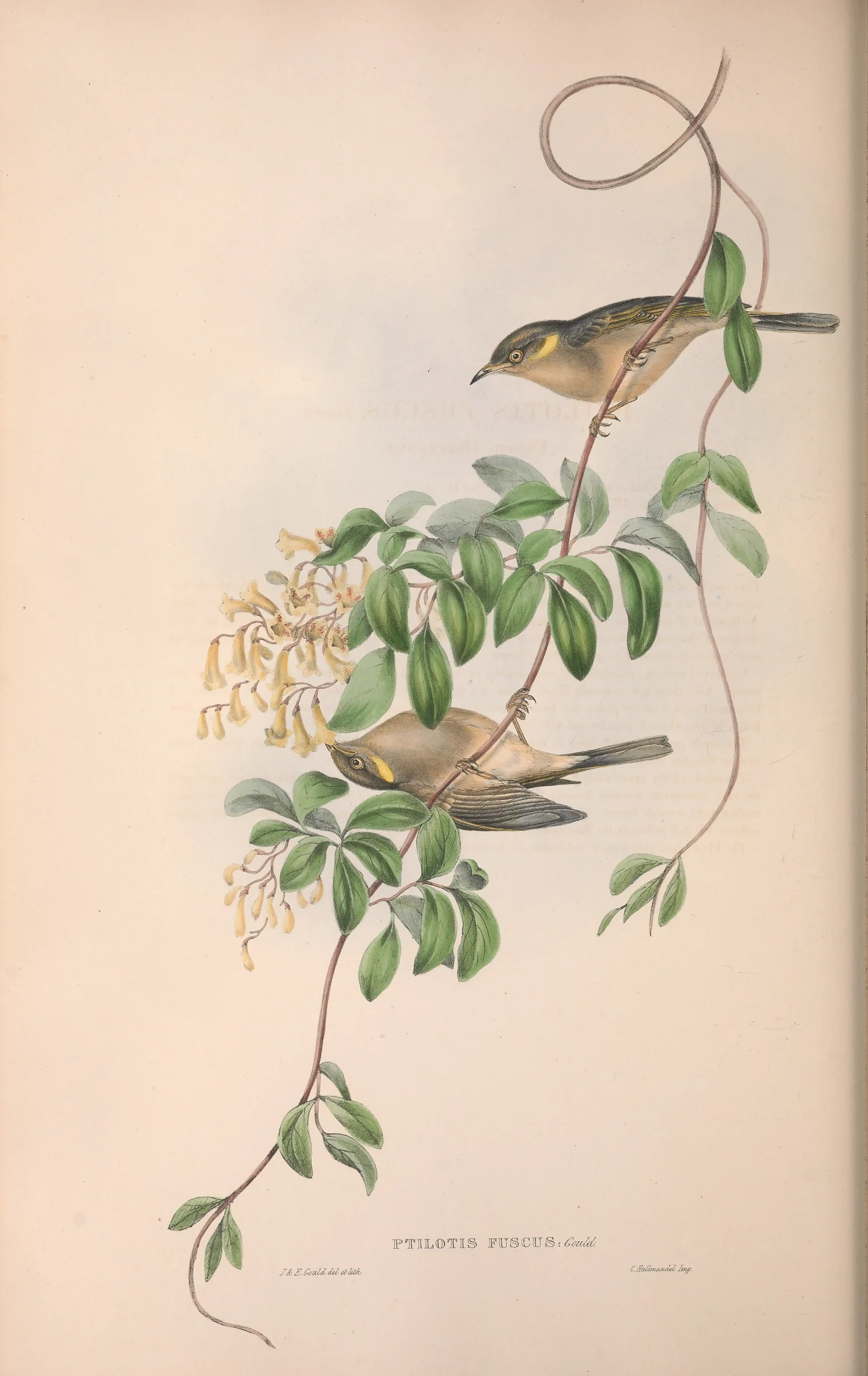Historical bird plate: Fuscous Honeyeater