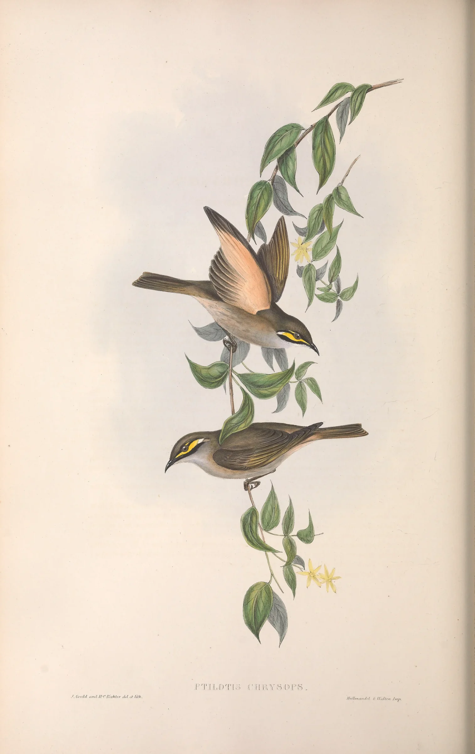 Historical bird plate: Yellow-faced Honeyeater