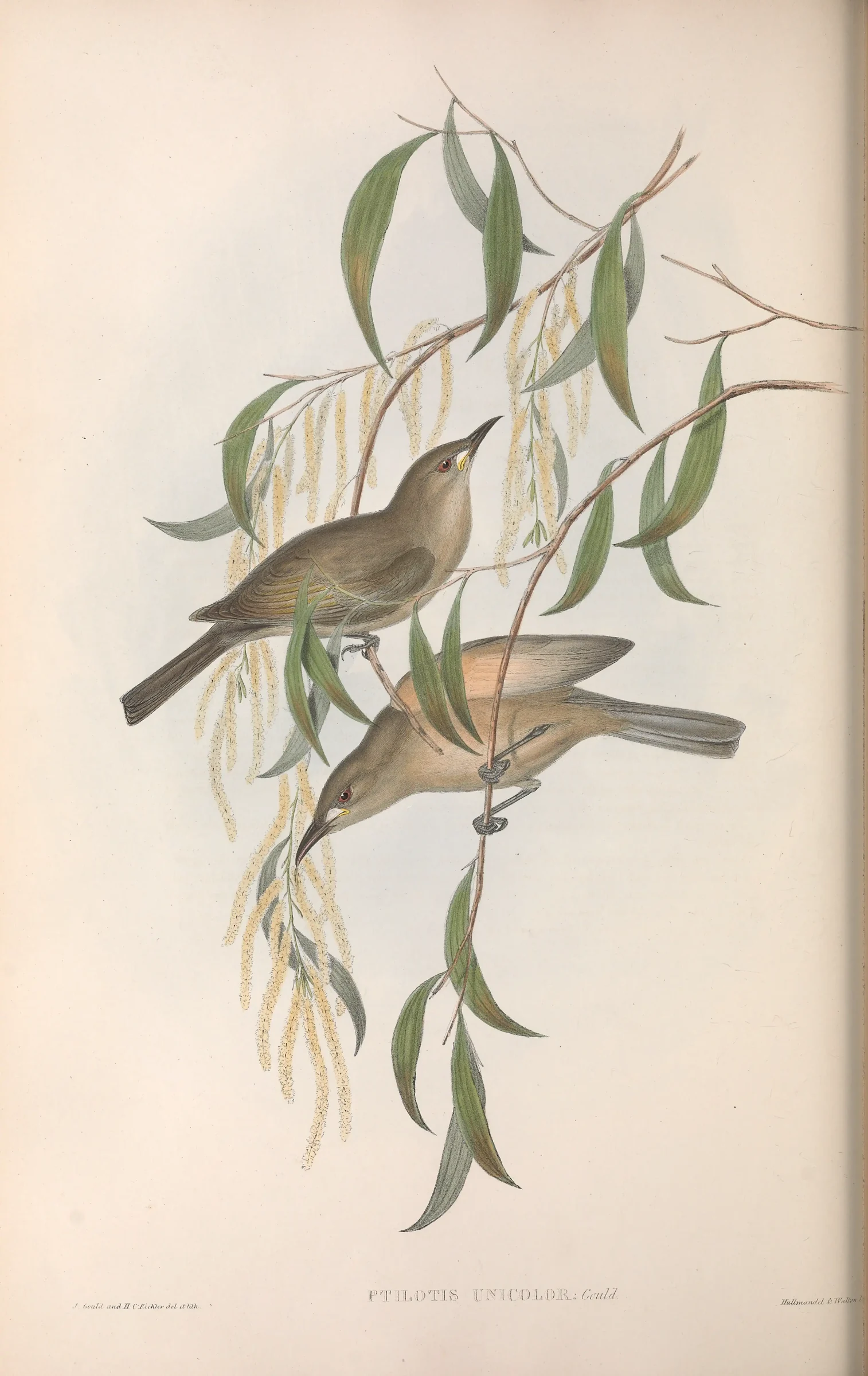 Historical bird plate: White-gaped Honeyeater