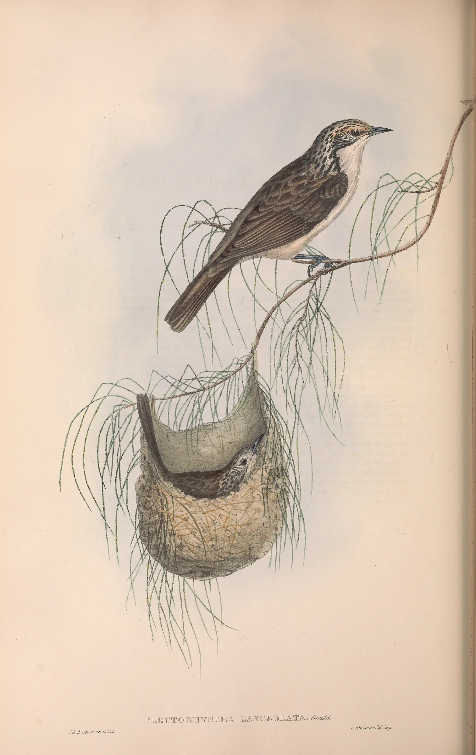 Historical bird plate: Striped Honeyeater
