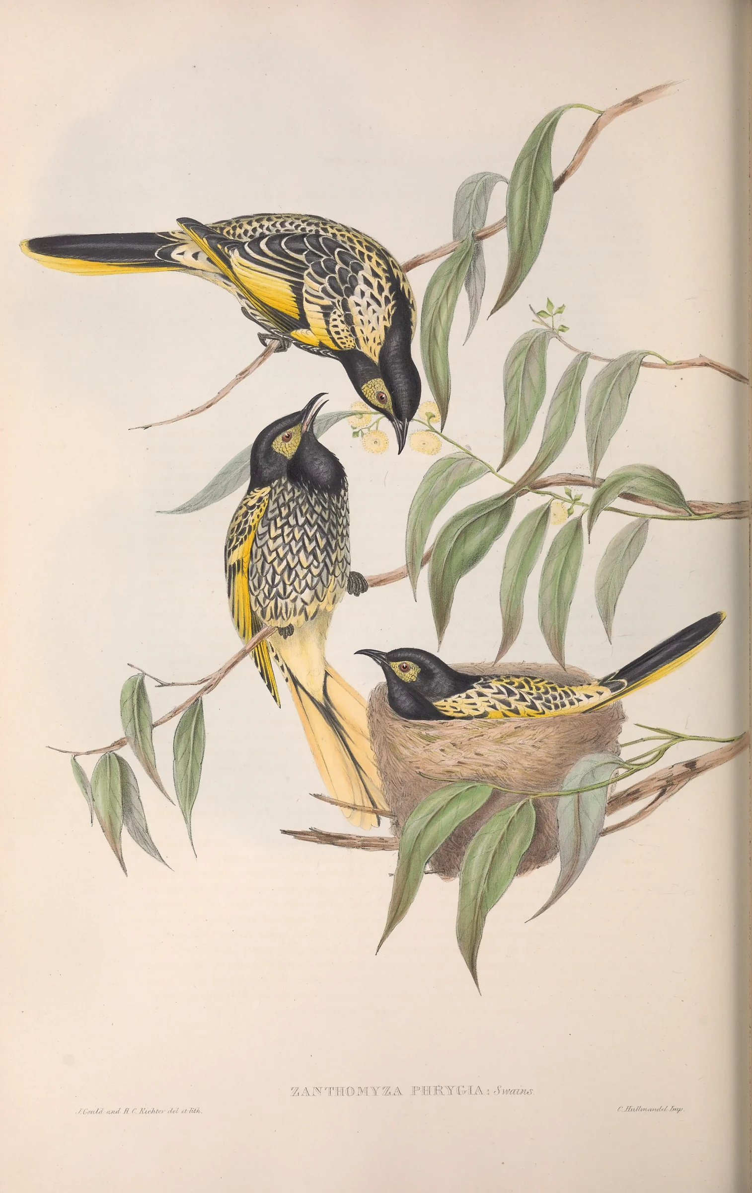 Historical bird plate: Regent Honeyeater
