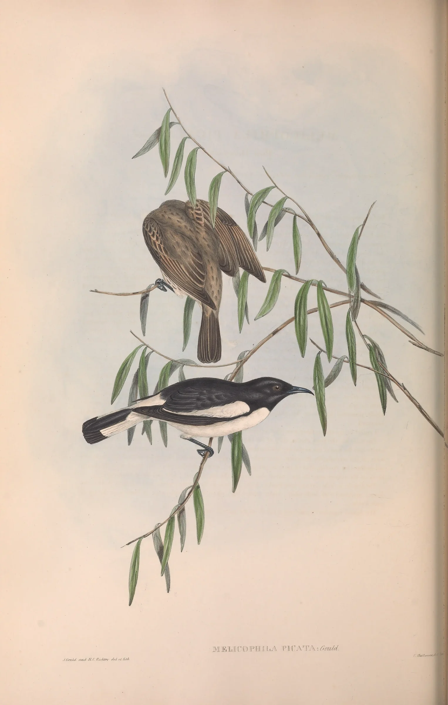 Historical bird plate: Pied Honeyeater