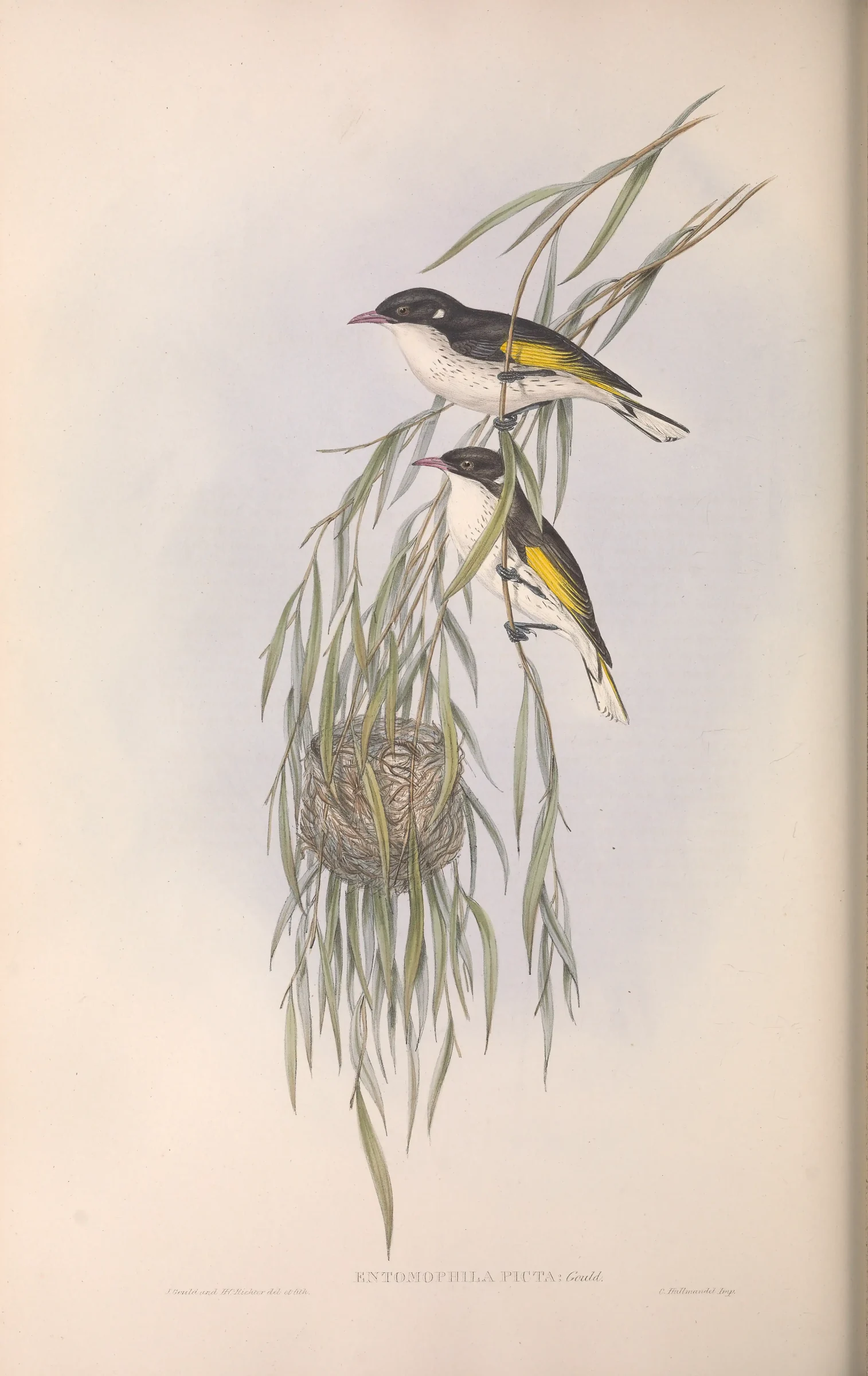 Historical bird plate: Painted Honeyeater