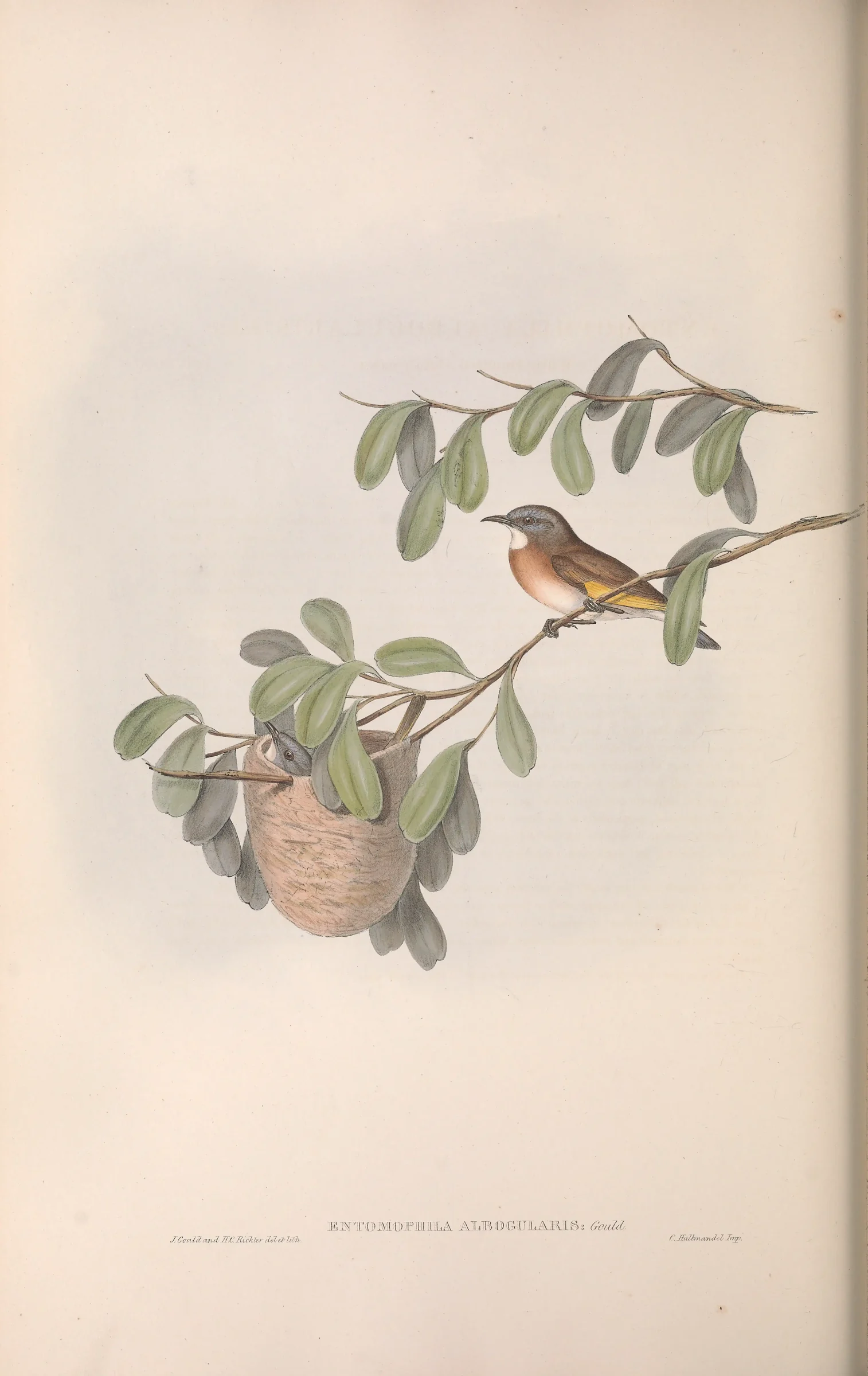 Historical bird plate: Rufous-banded Honeyeater