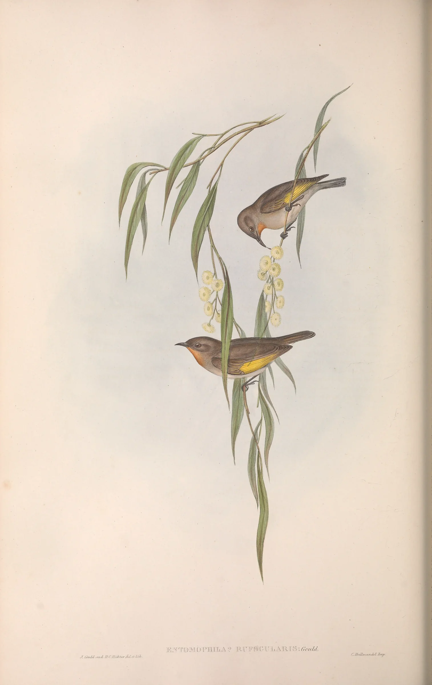 Historical bird plate: Rufous-throated Honeyeater