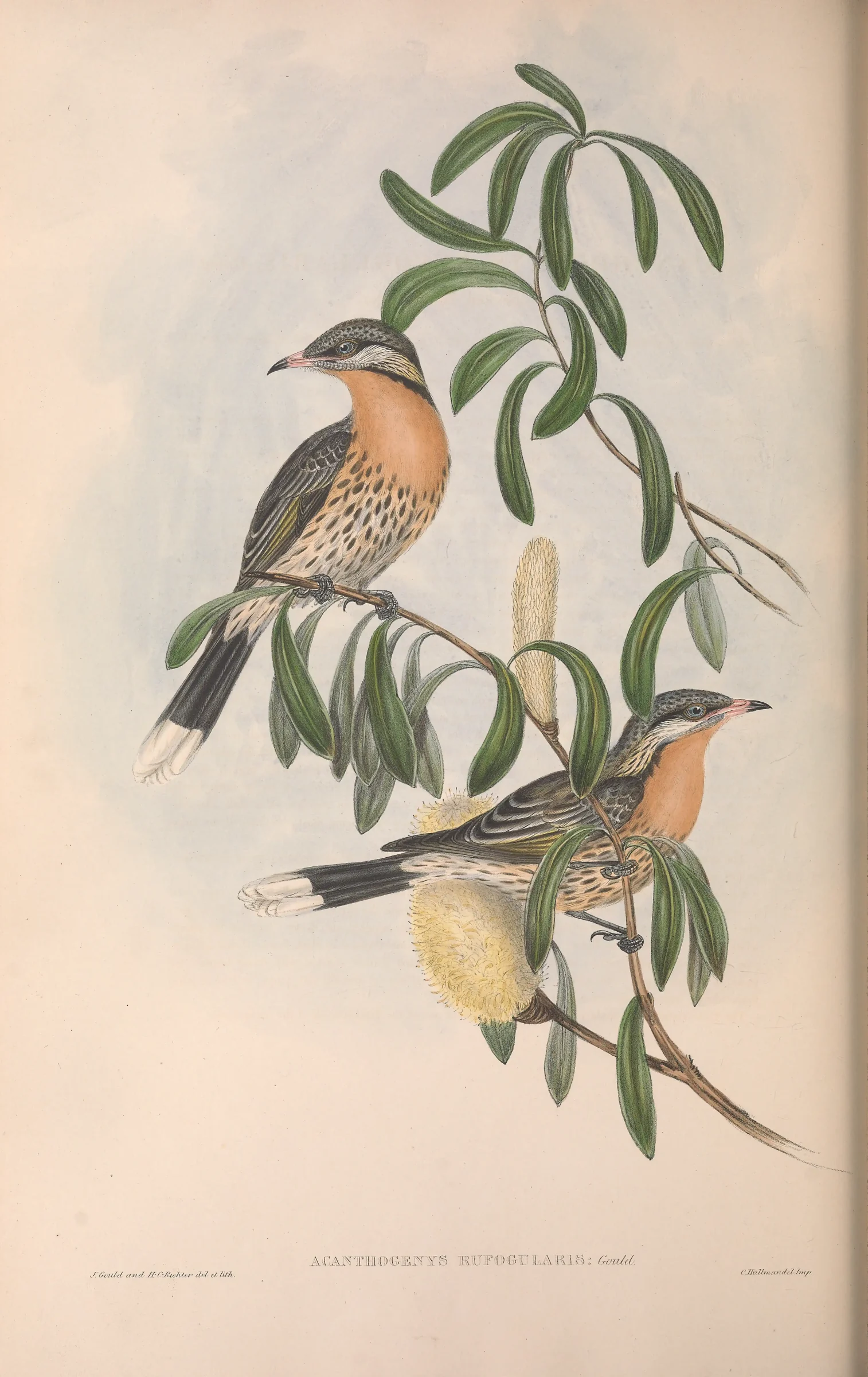 Historical bird plate: Spiny-cheeked Honeyeater