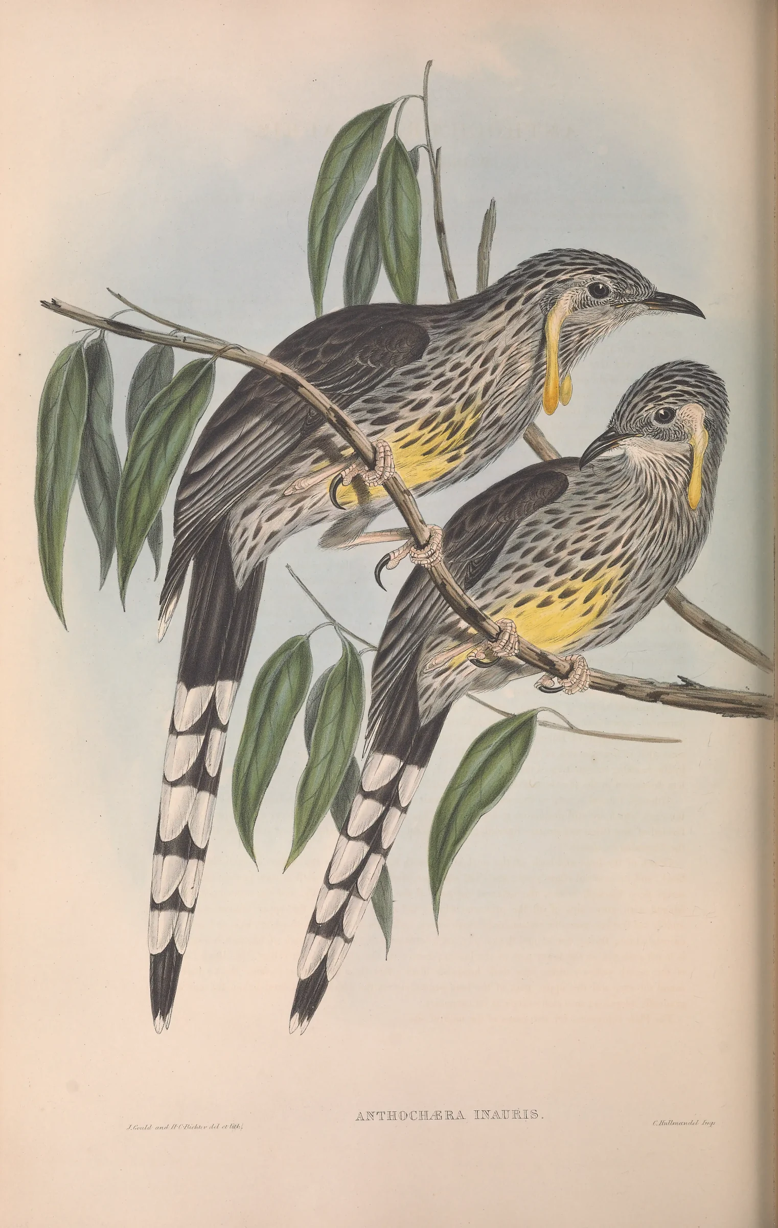 Historical bird plate: Yellow Wattlebird