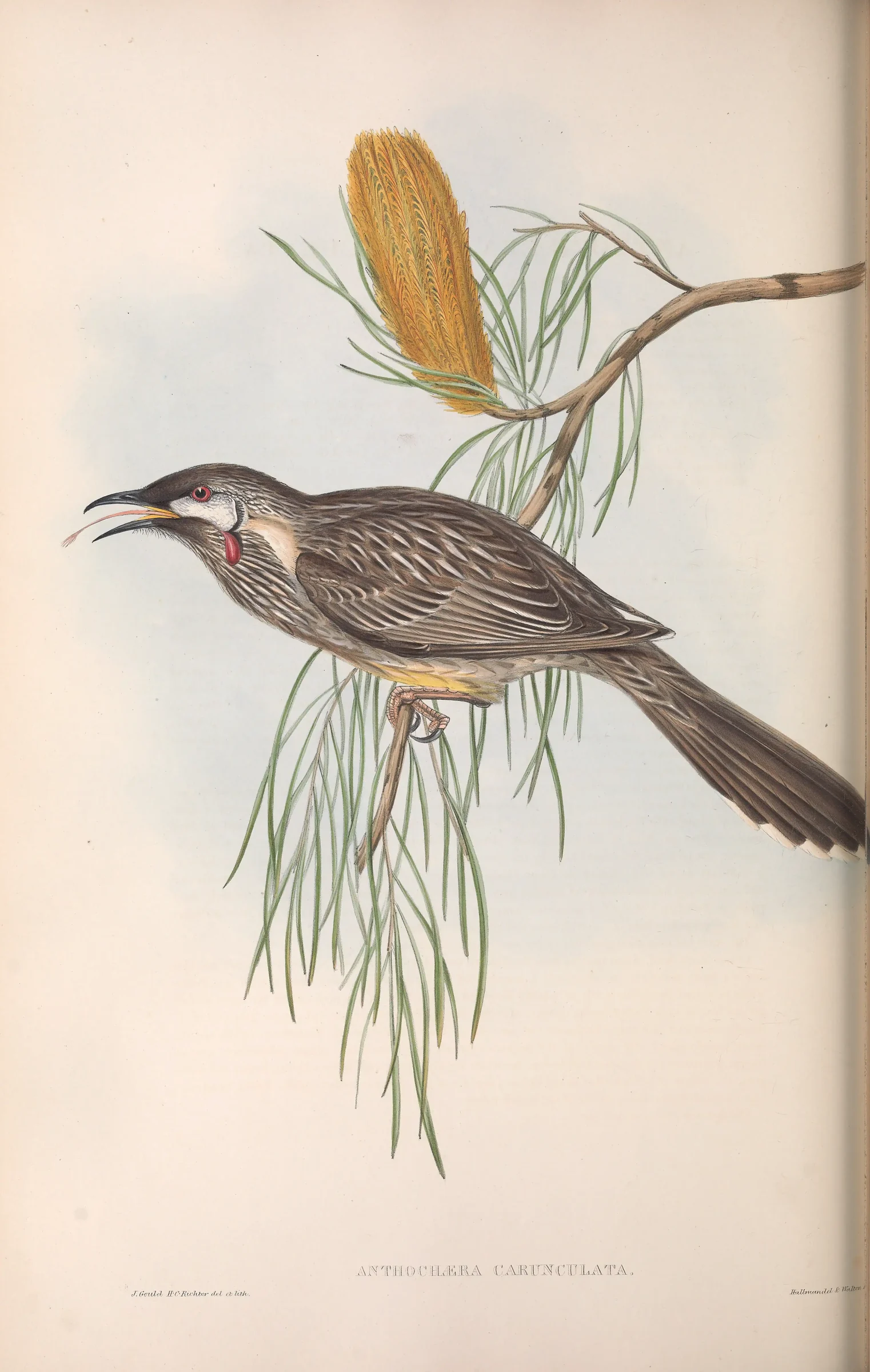 Historical bird plate: Red Wattlebird