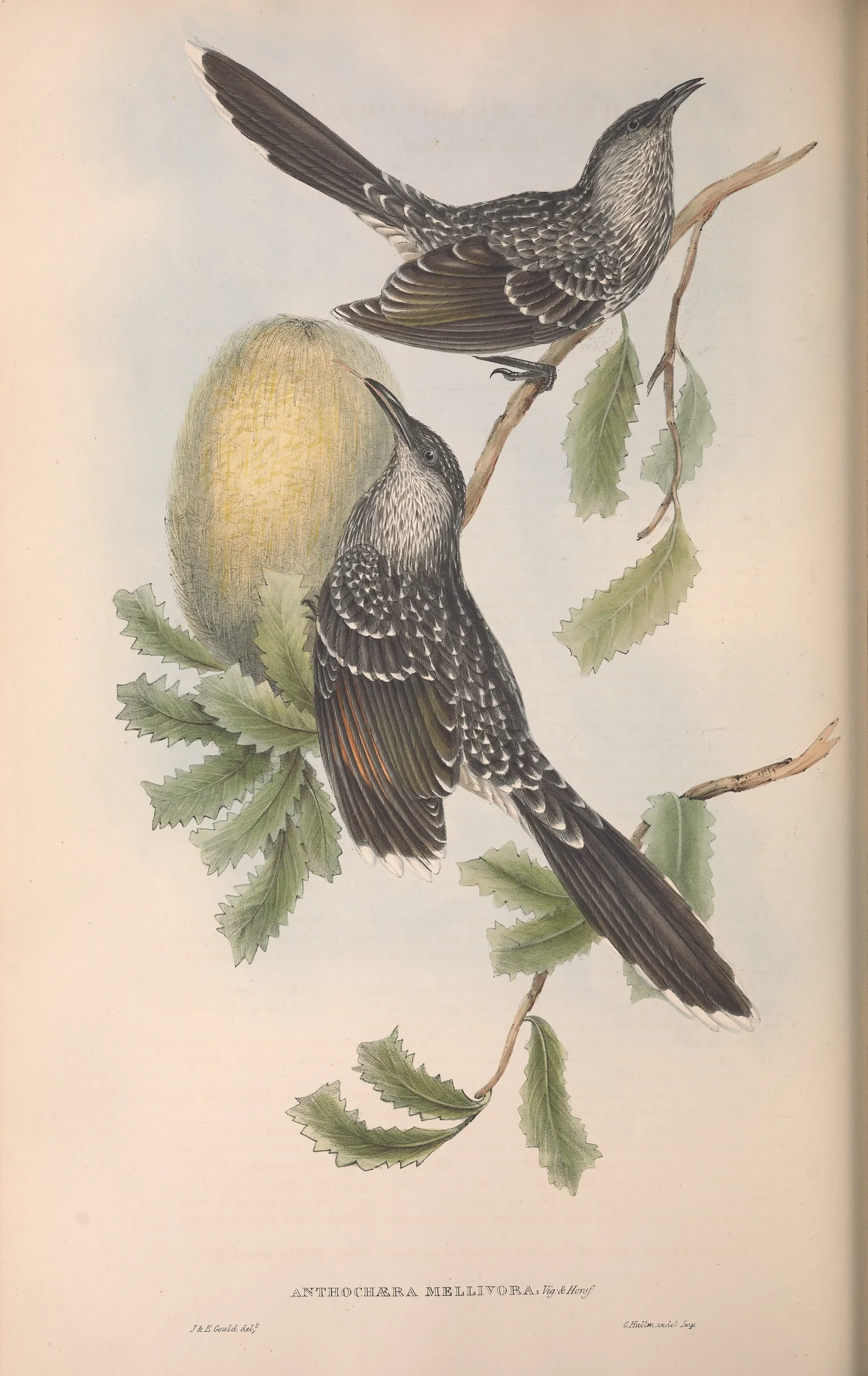 Historical bird plate: Little Wattlebird