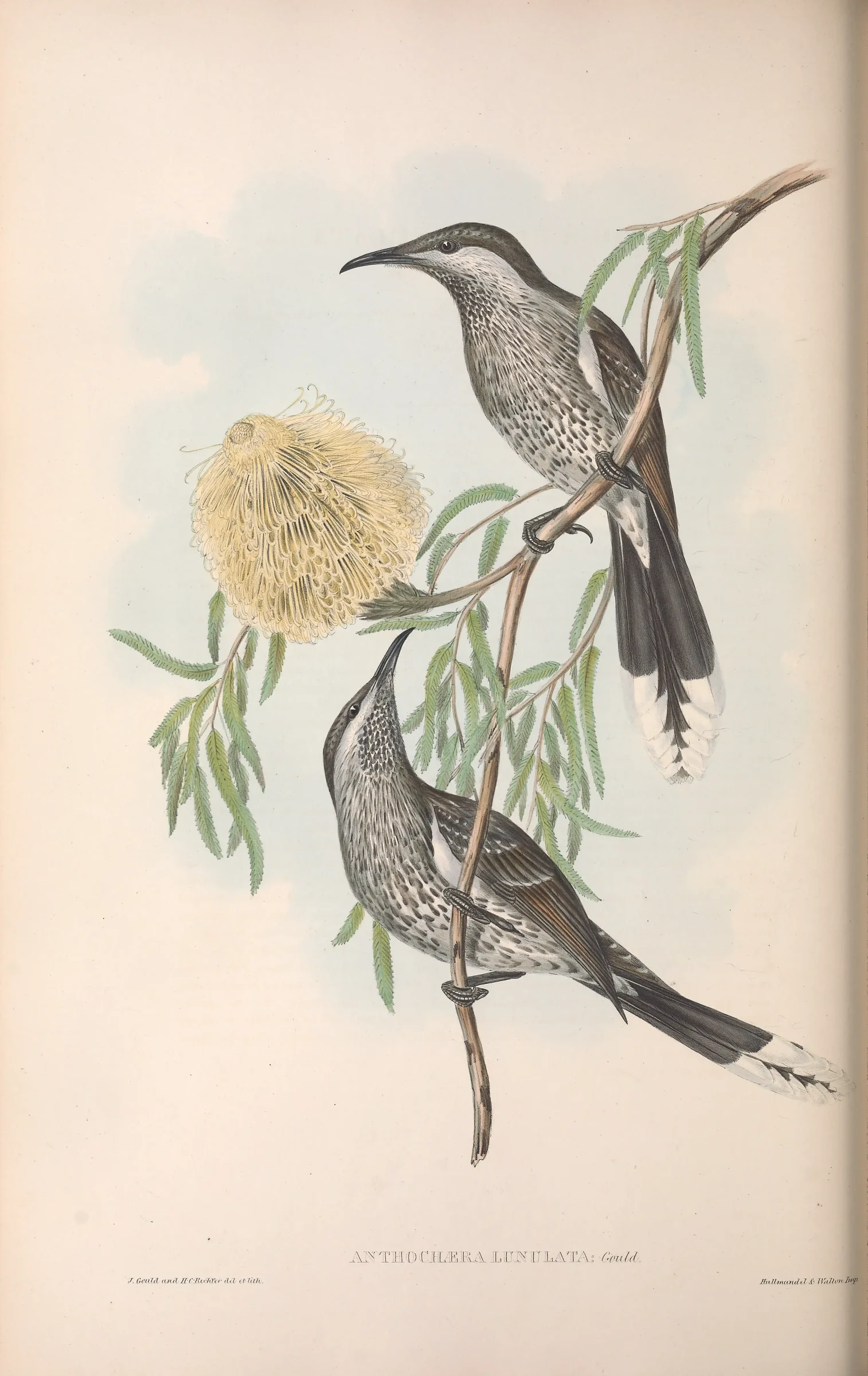 Historical bird plate: Western Wattlebird