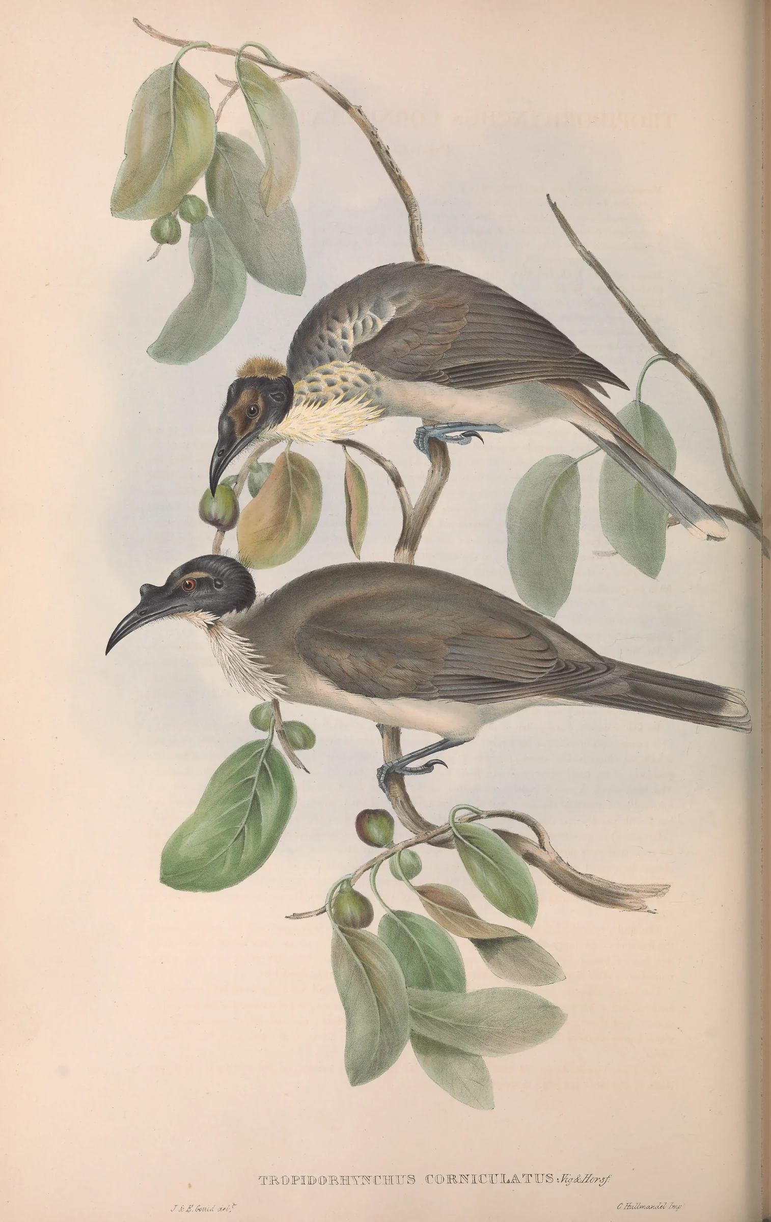 Historical bird plate: Noisy Friarbird