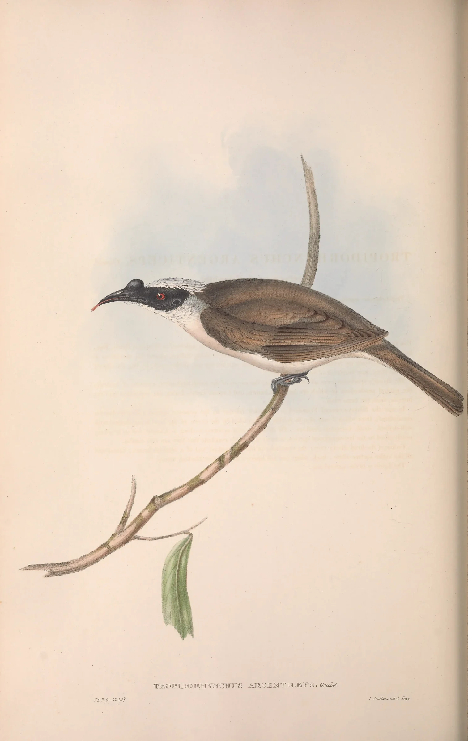 Historical bird plate: Silver-crowned Friarbird