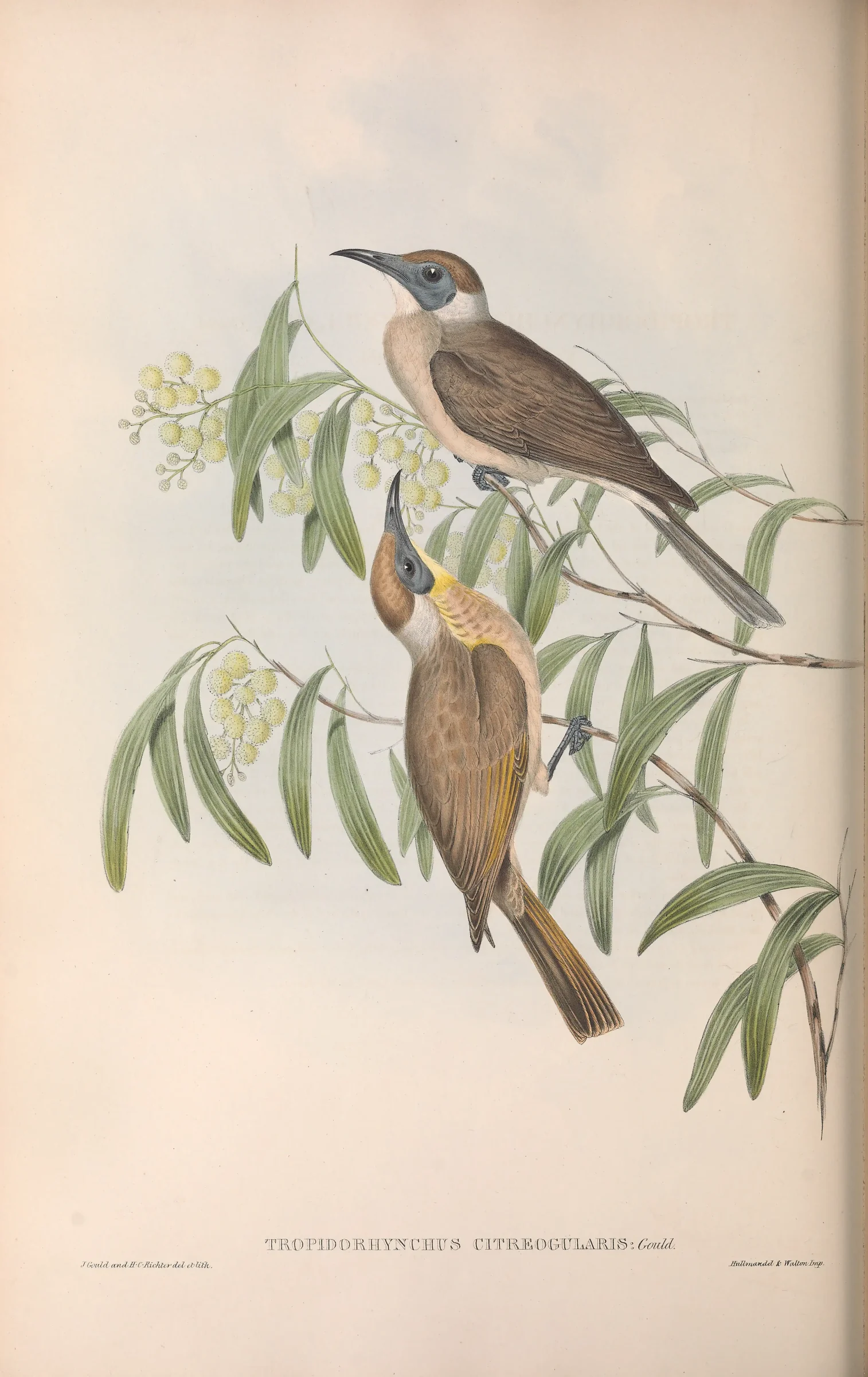 Historical bird plate: Little Friarbird