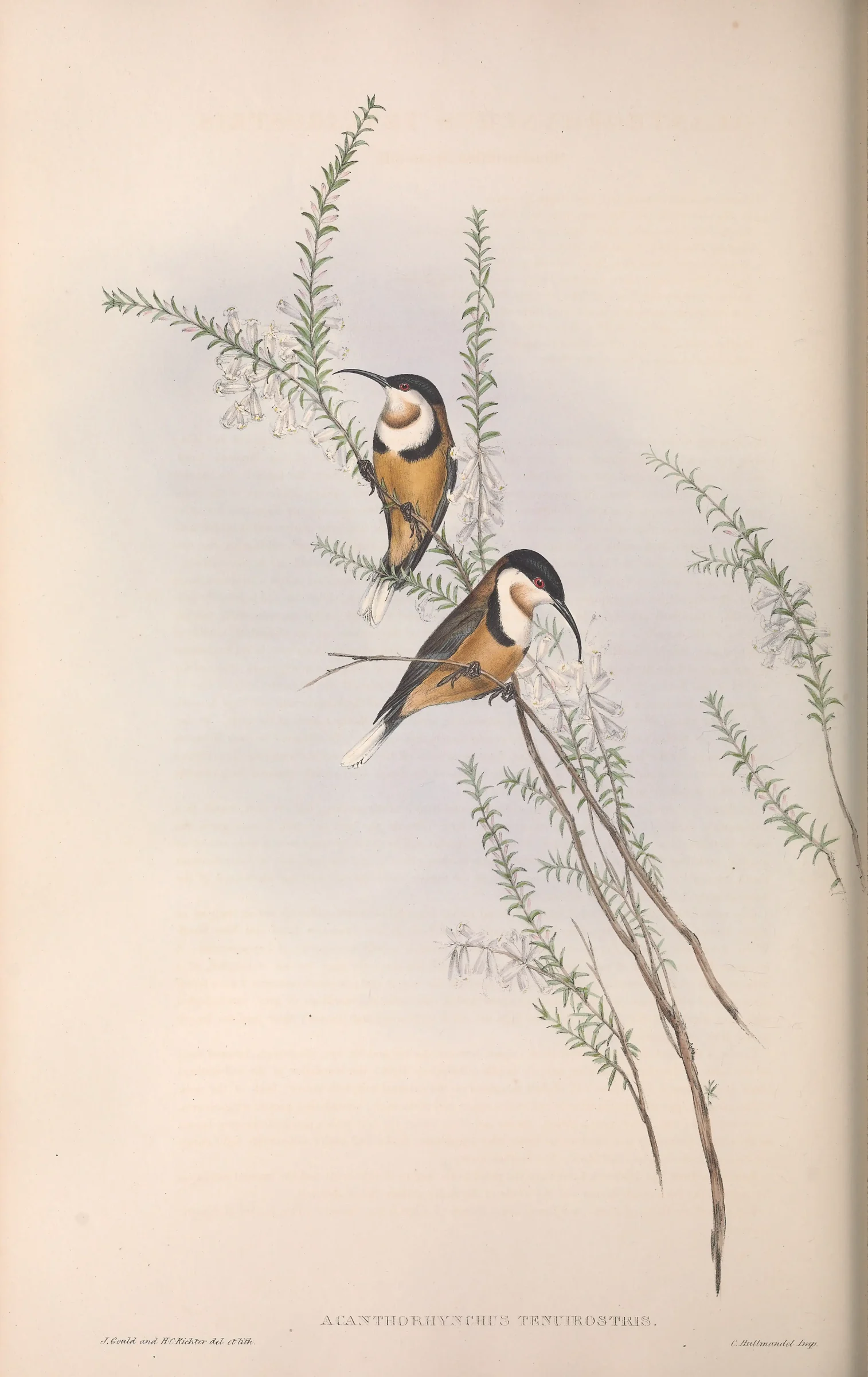 Historical bird plate: Eastern Spinebill