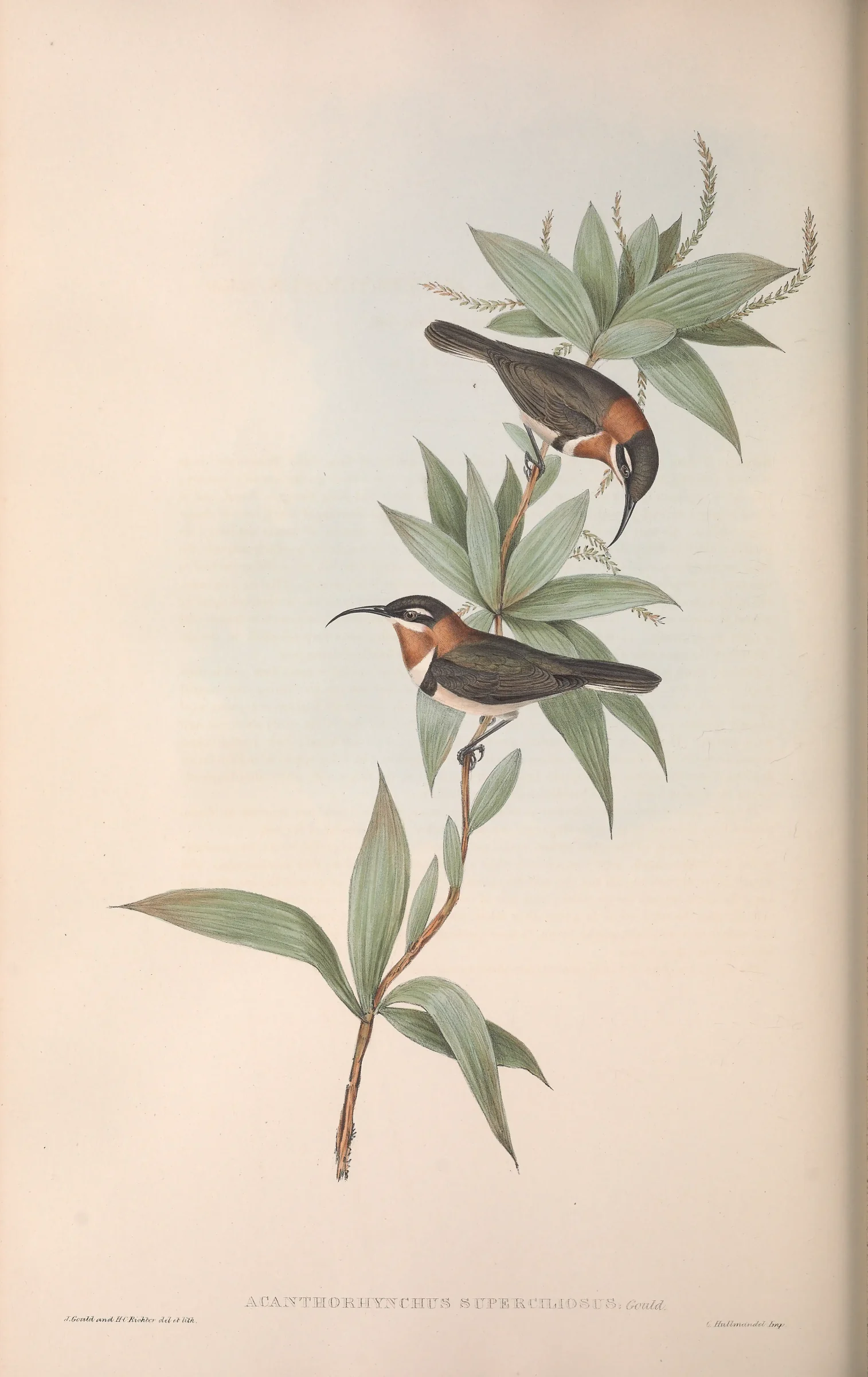 Historical bird plate: Western Spinebill