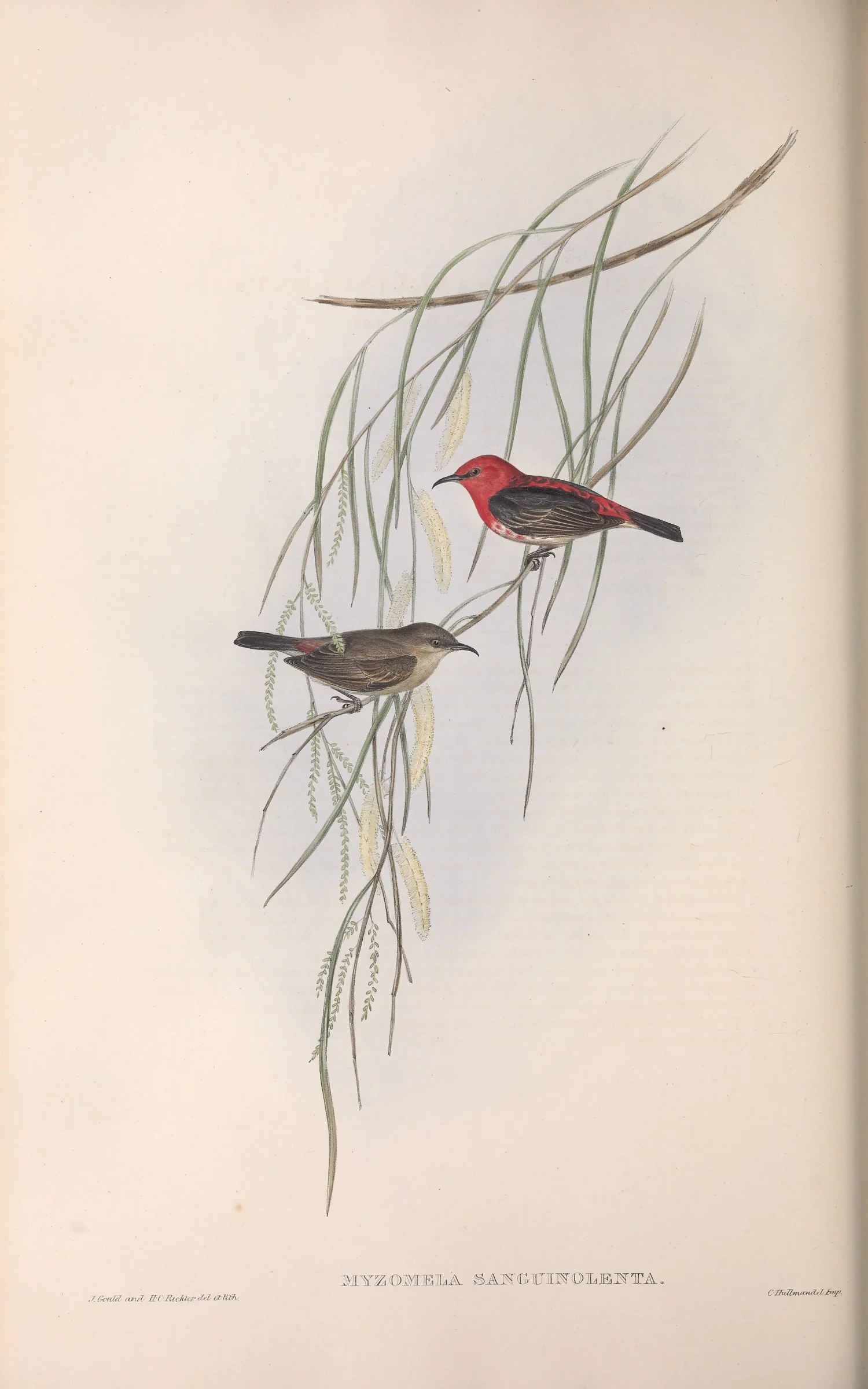 Historical bird plate: Scarlet Myzomela