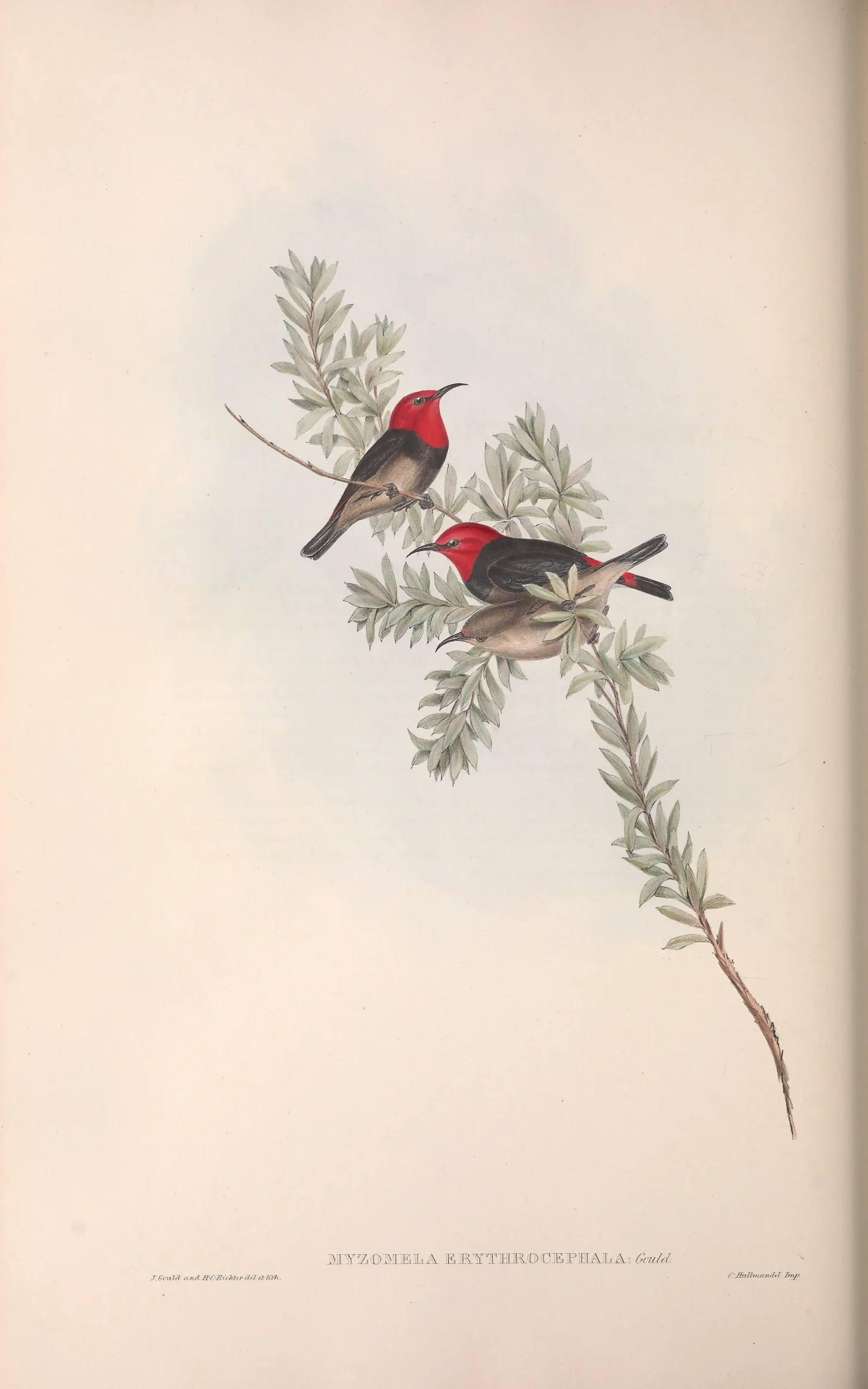 Historical bird plate: Red-headed Myzomela