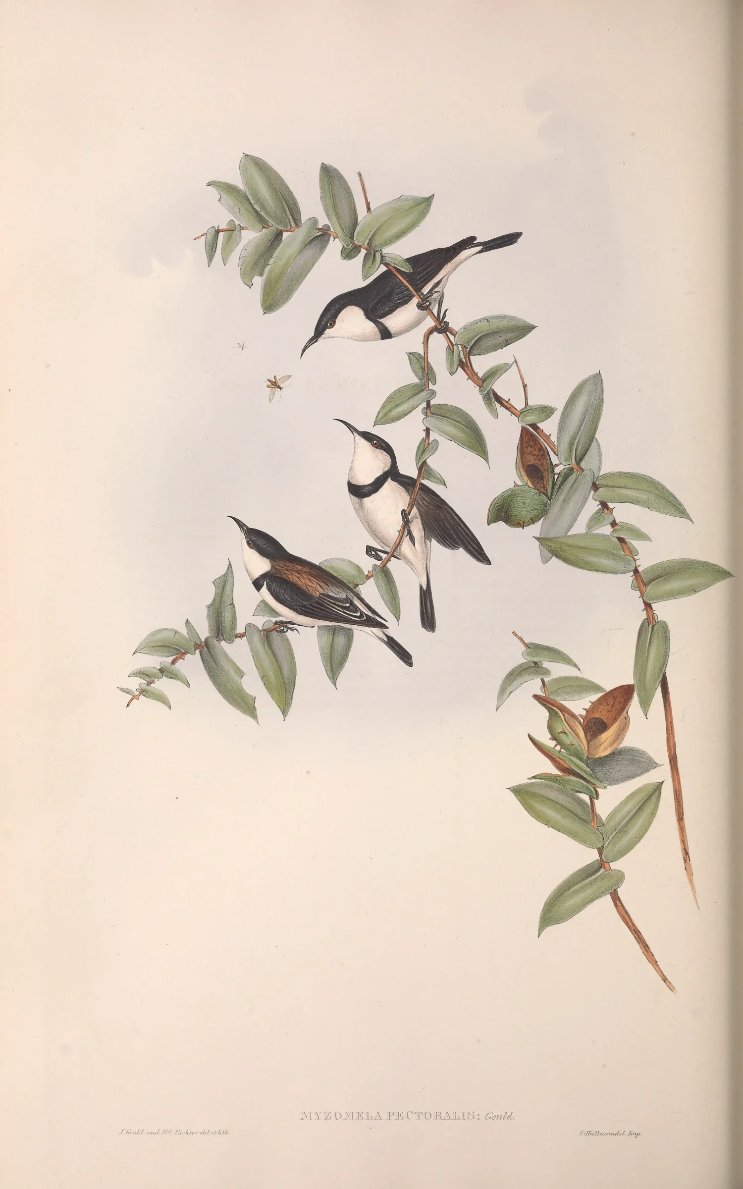 Historical bird plate: Banded Honeyeater