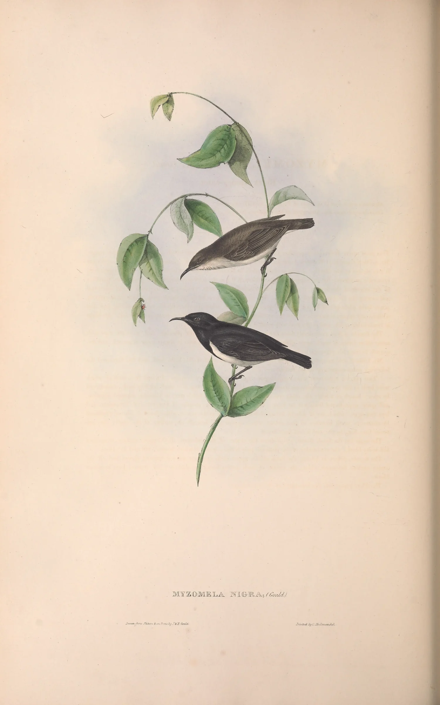 Historical bird plate: Black Honeyeater