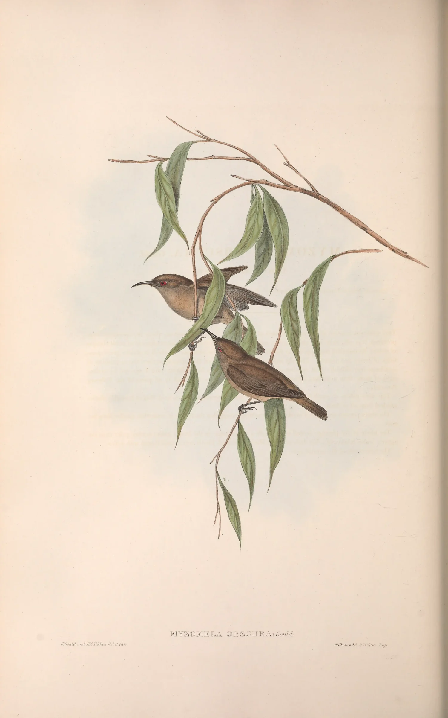 Historical bird plate: Dusky Myzomela