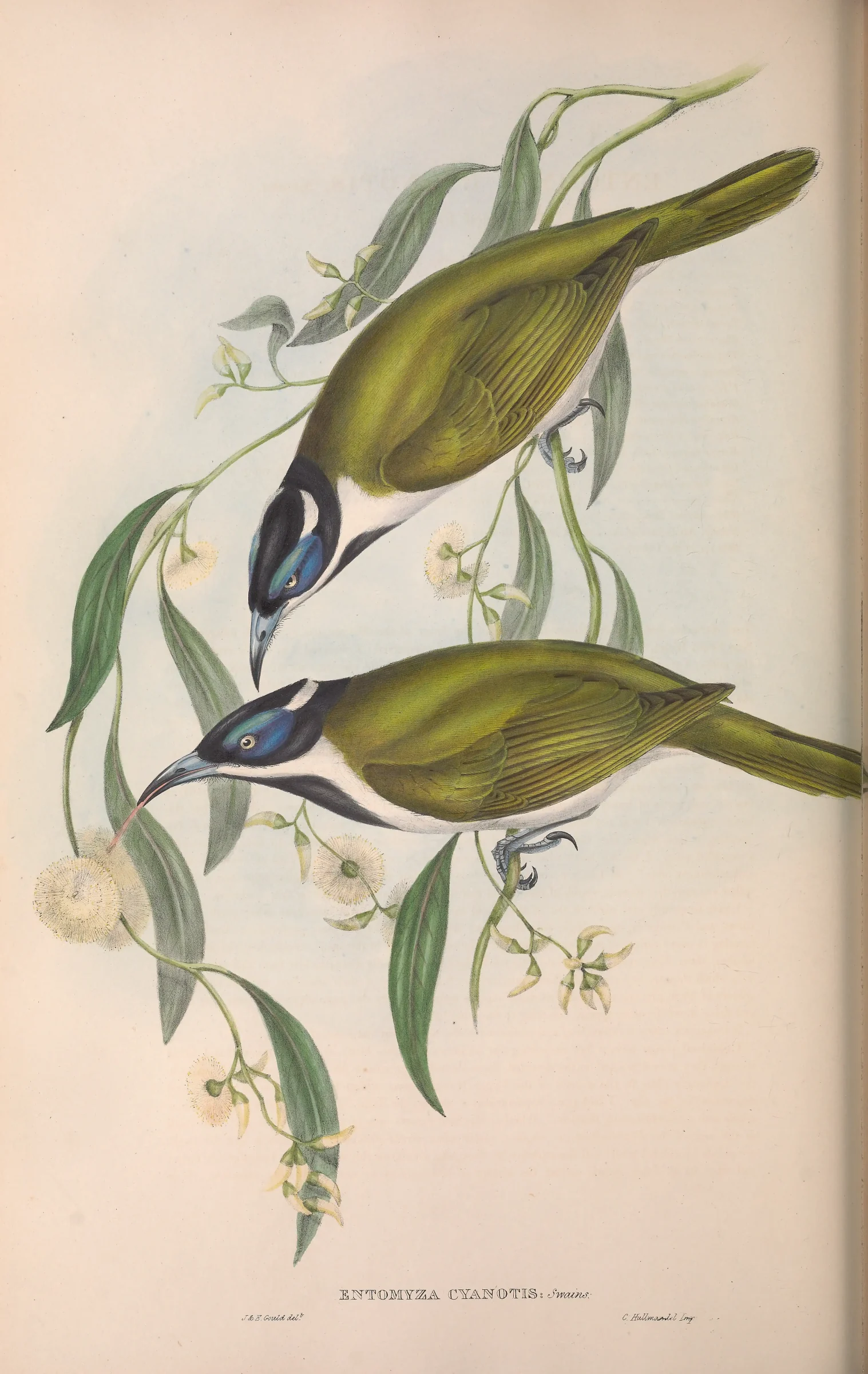 Historical bird plate: Blue-faced Honeyeater
