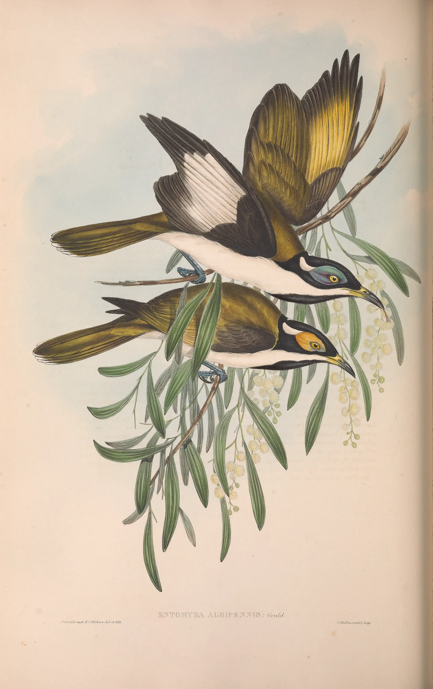 Historical bird plate: Blue-faced Honeyeater