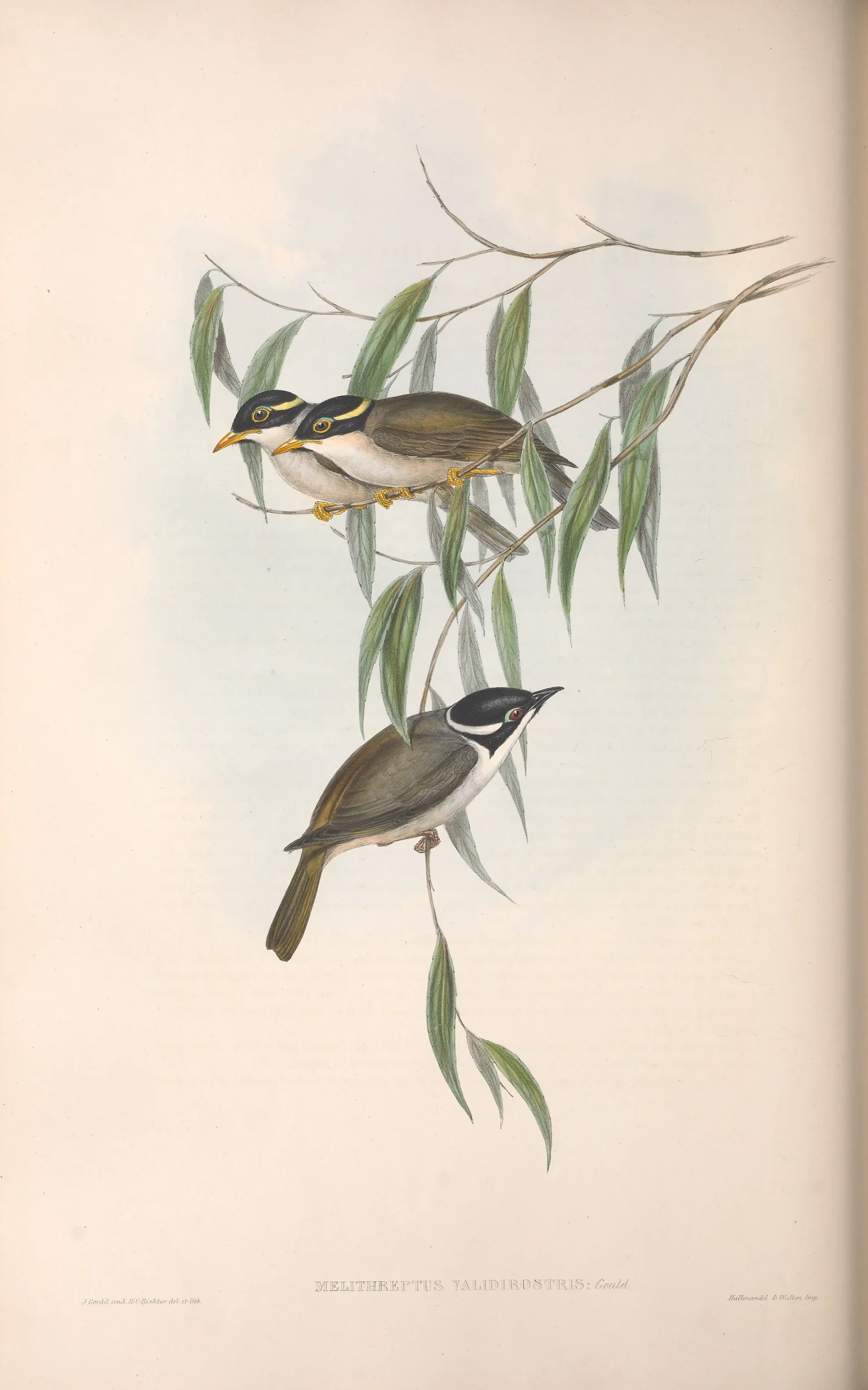 Historical bird plate: Strong-billed Honeyeater