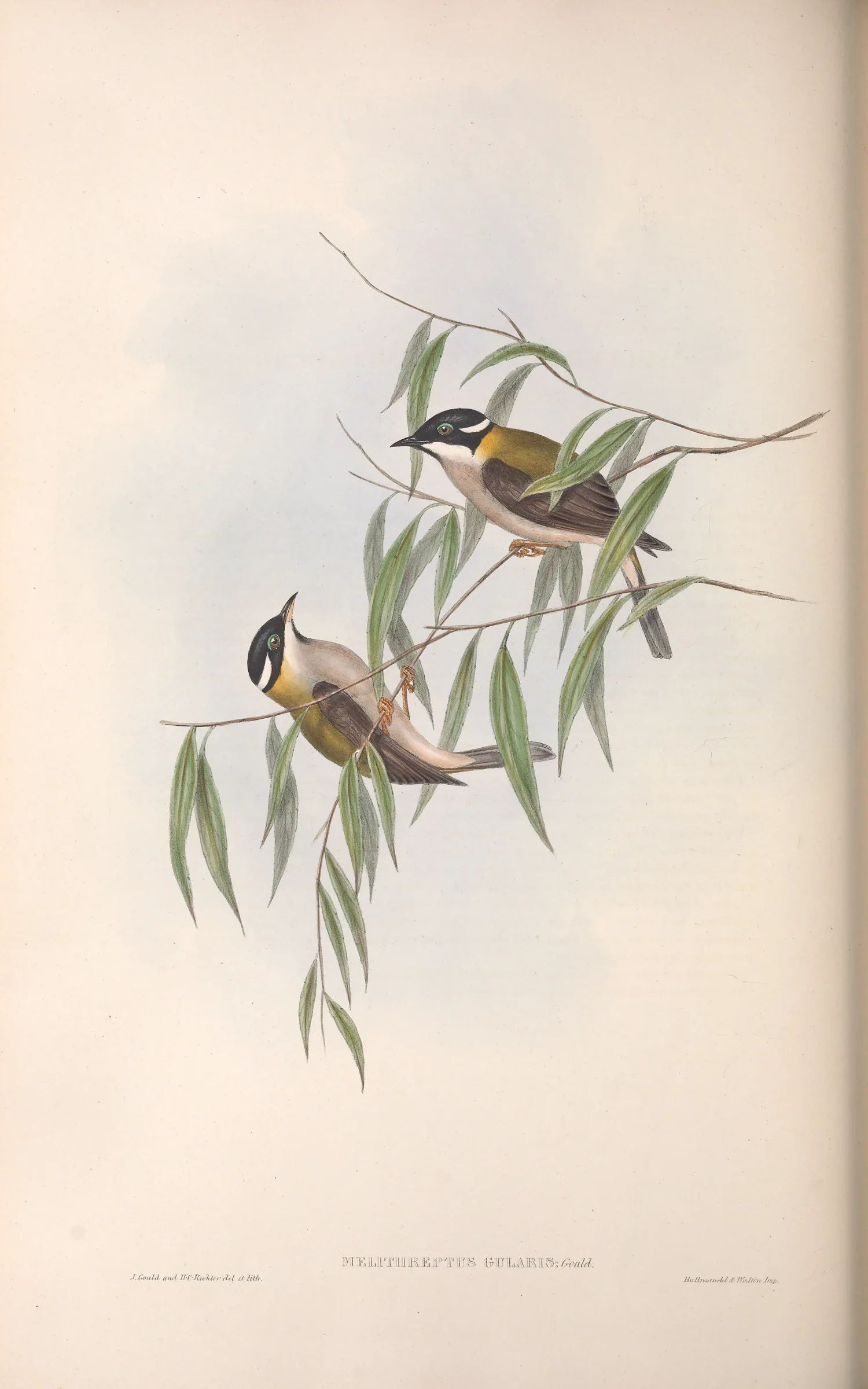 Historical bird plate: Black-chinned Honeyeater