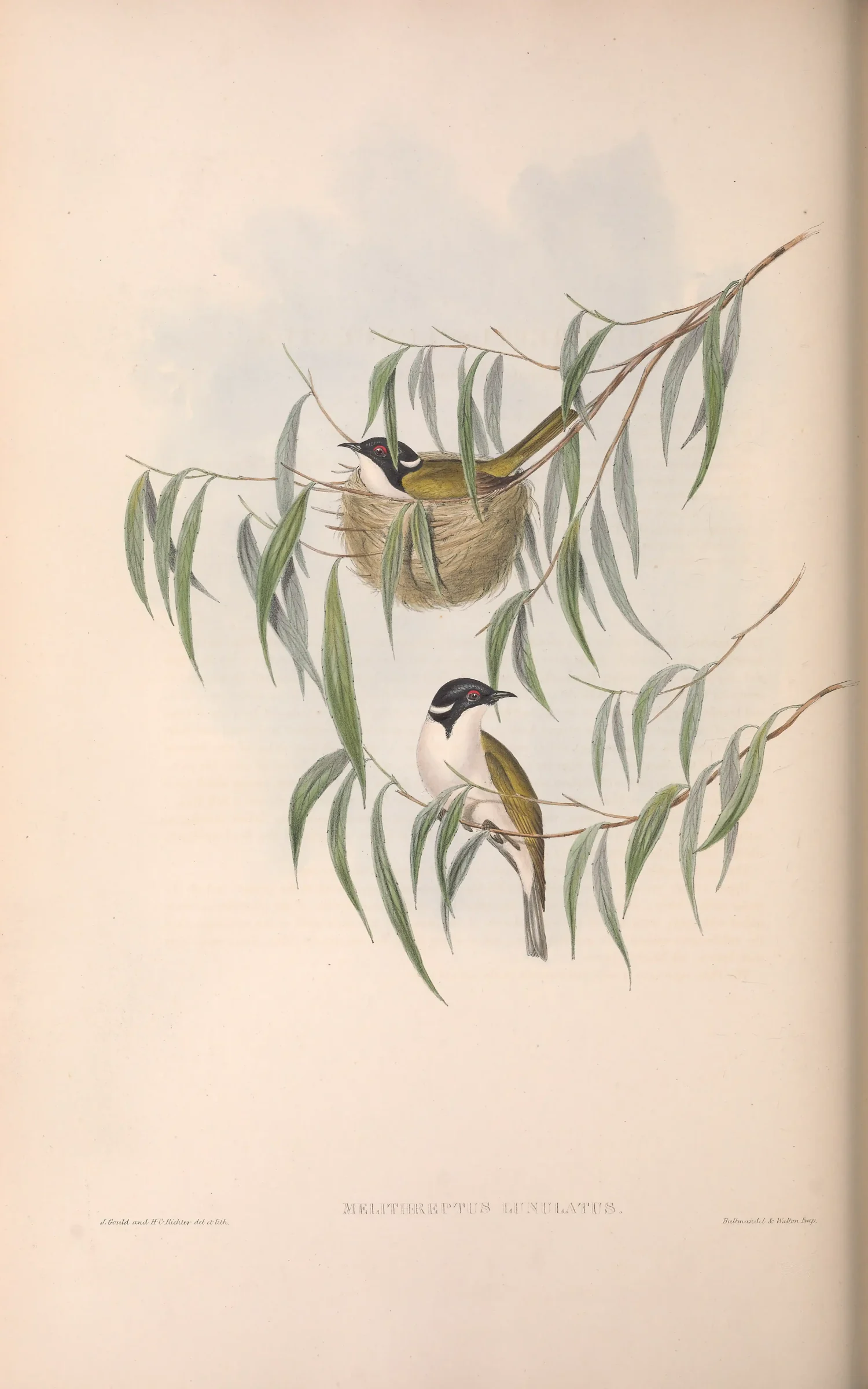 Historical bird plate: White-naped Honeyeater