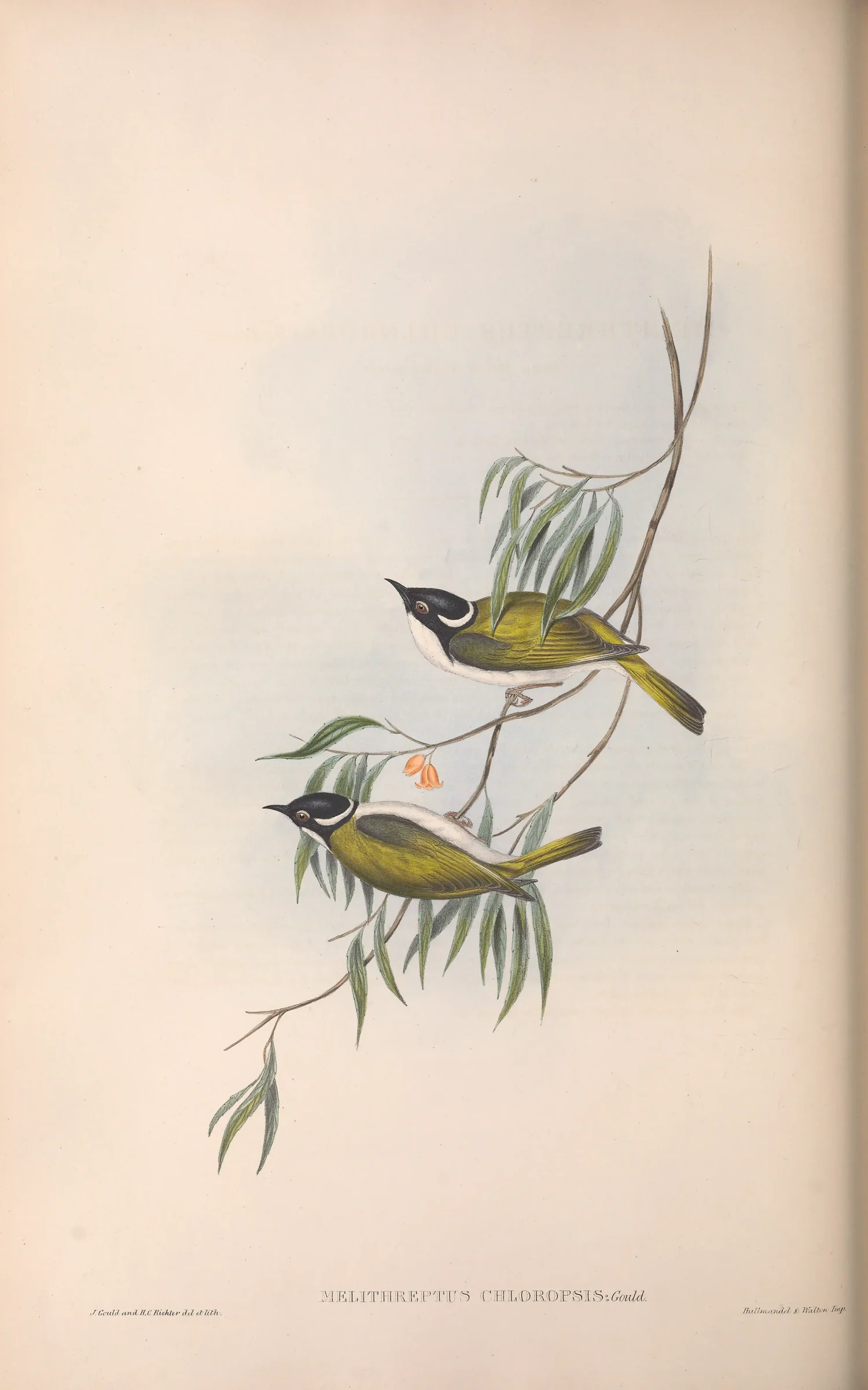 Historical bird plate: Gilbert's Honeyeater