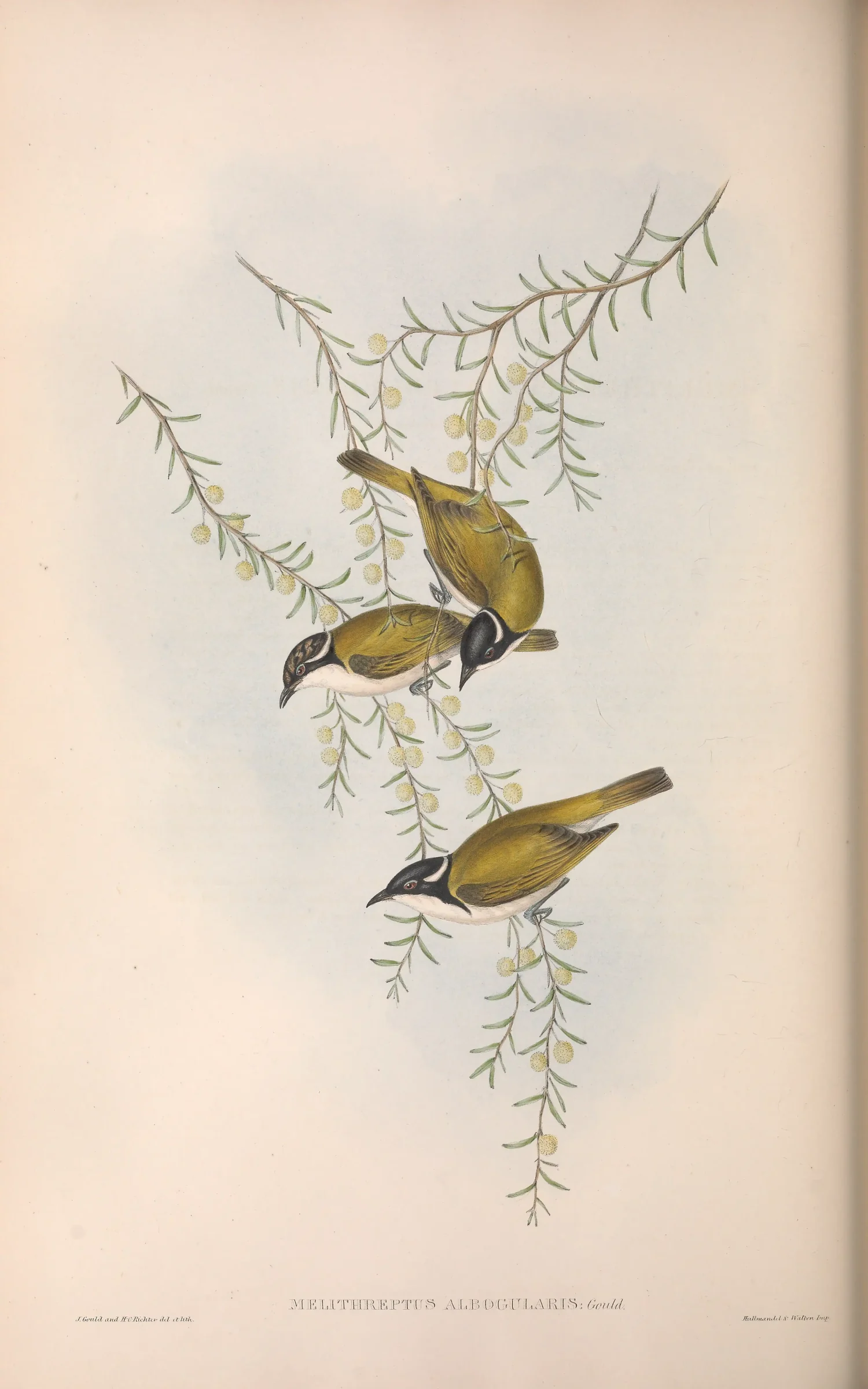 Historical bird plate: White-throated Honeyeater
