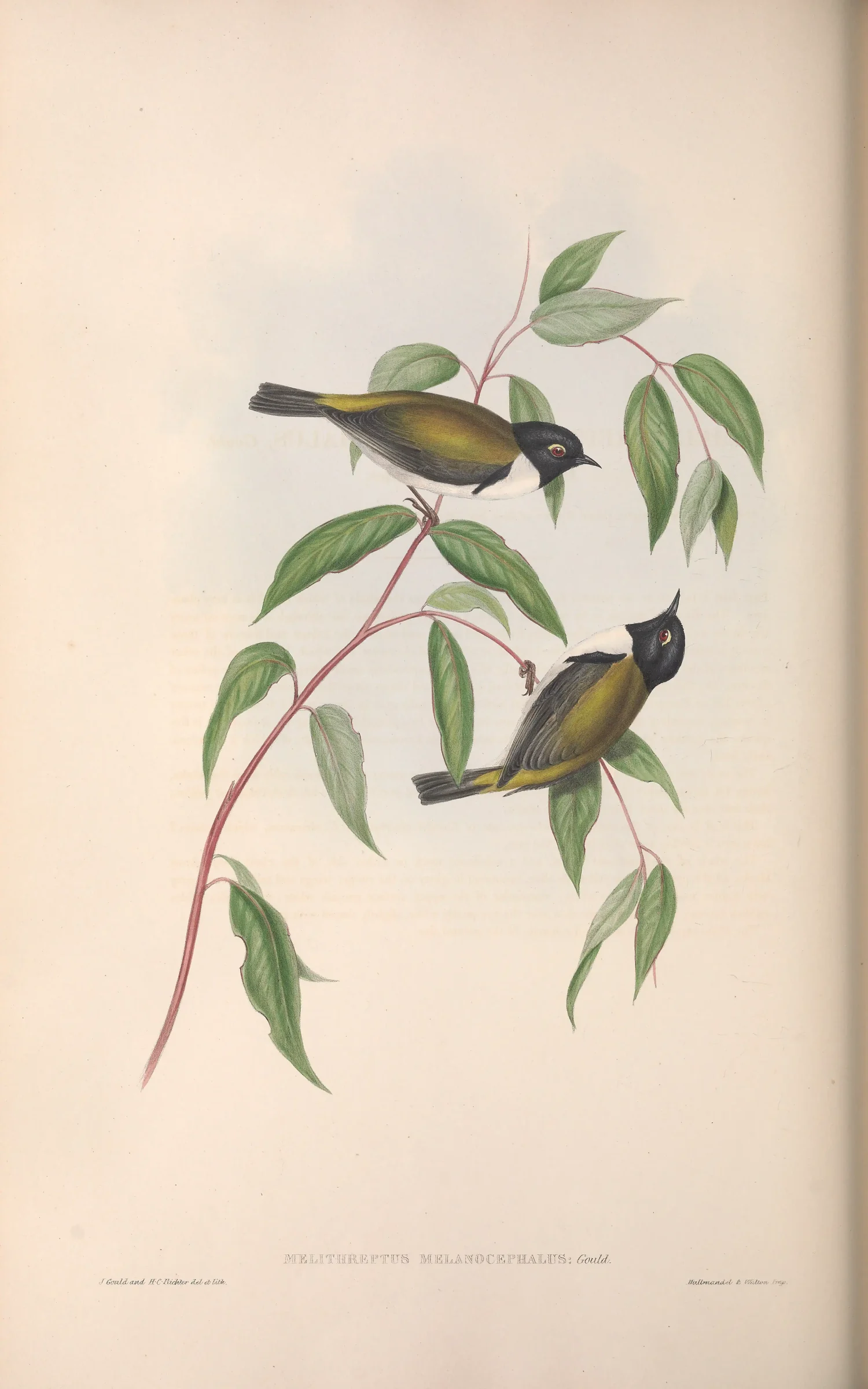 Historical bird plate: Black-headed Honeyeater