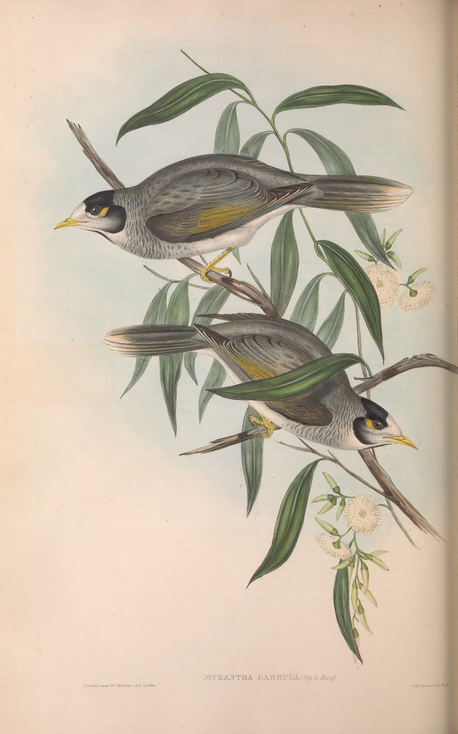 Historical bird plate: Noisy Miner