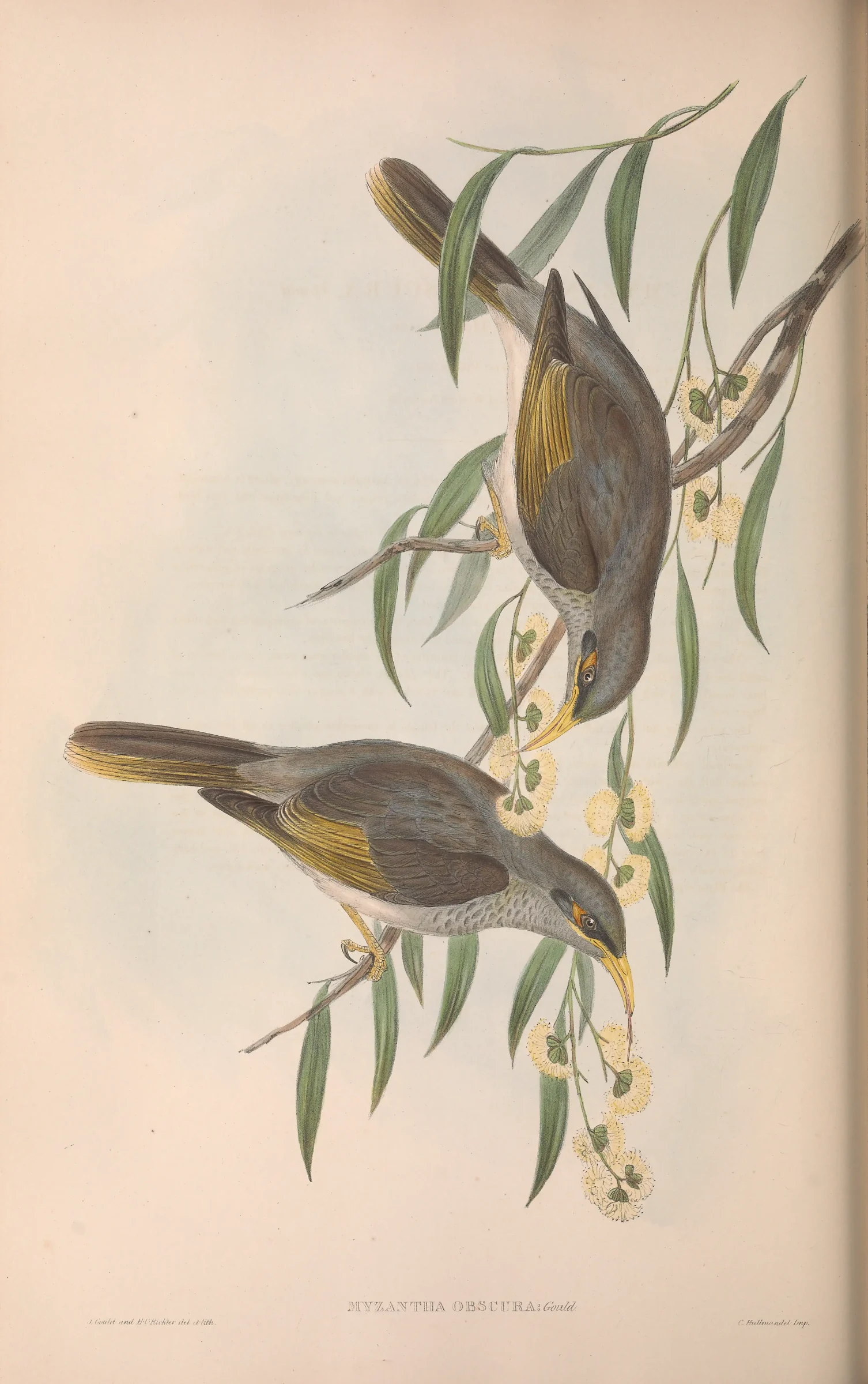 Historical bird plate: Yellow-throated Miner