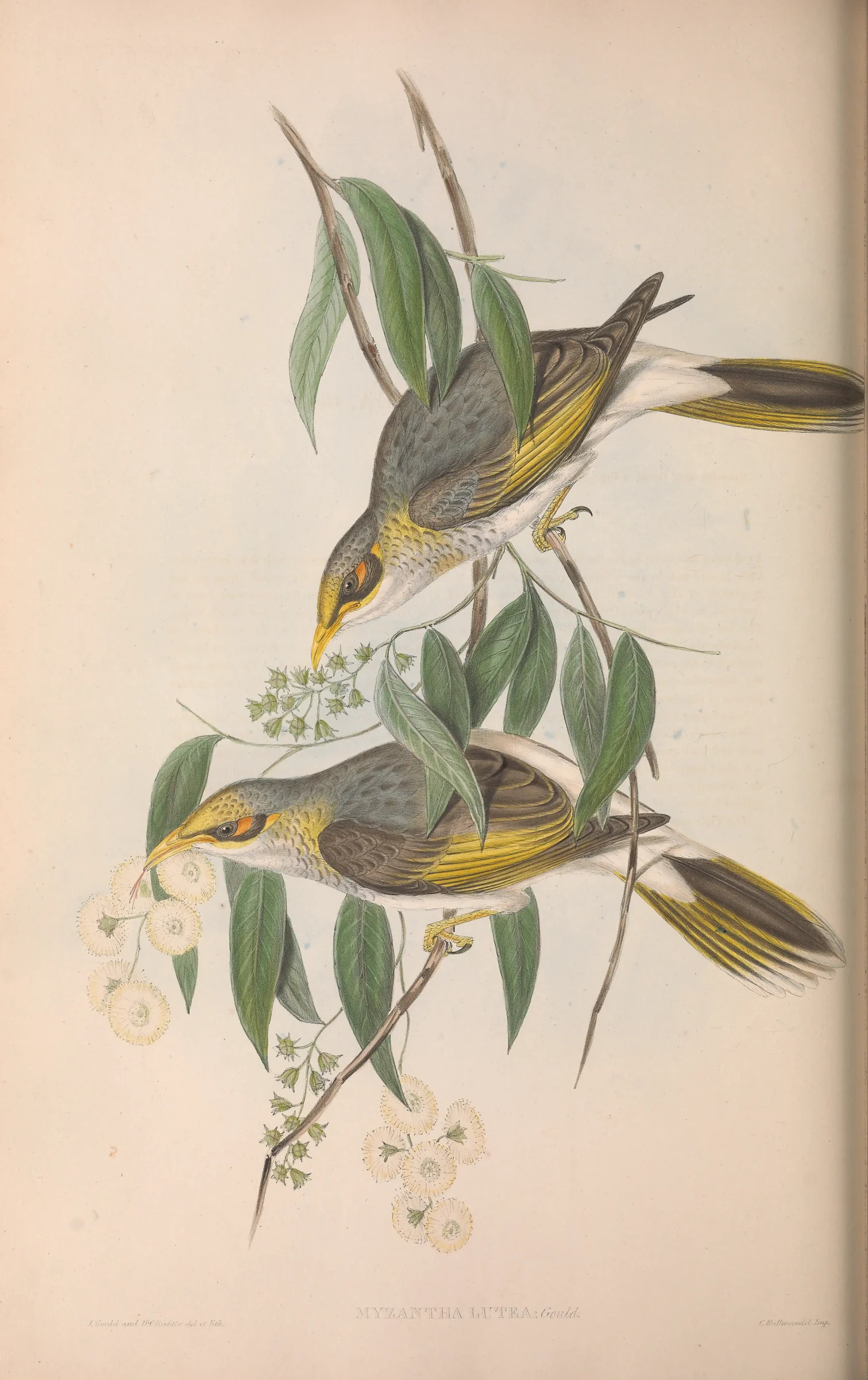 Historical bird plate: Yellow-throated Miner