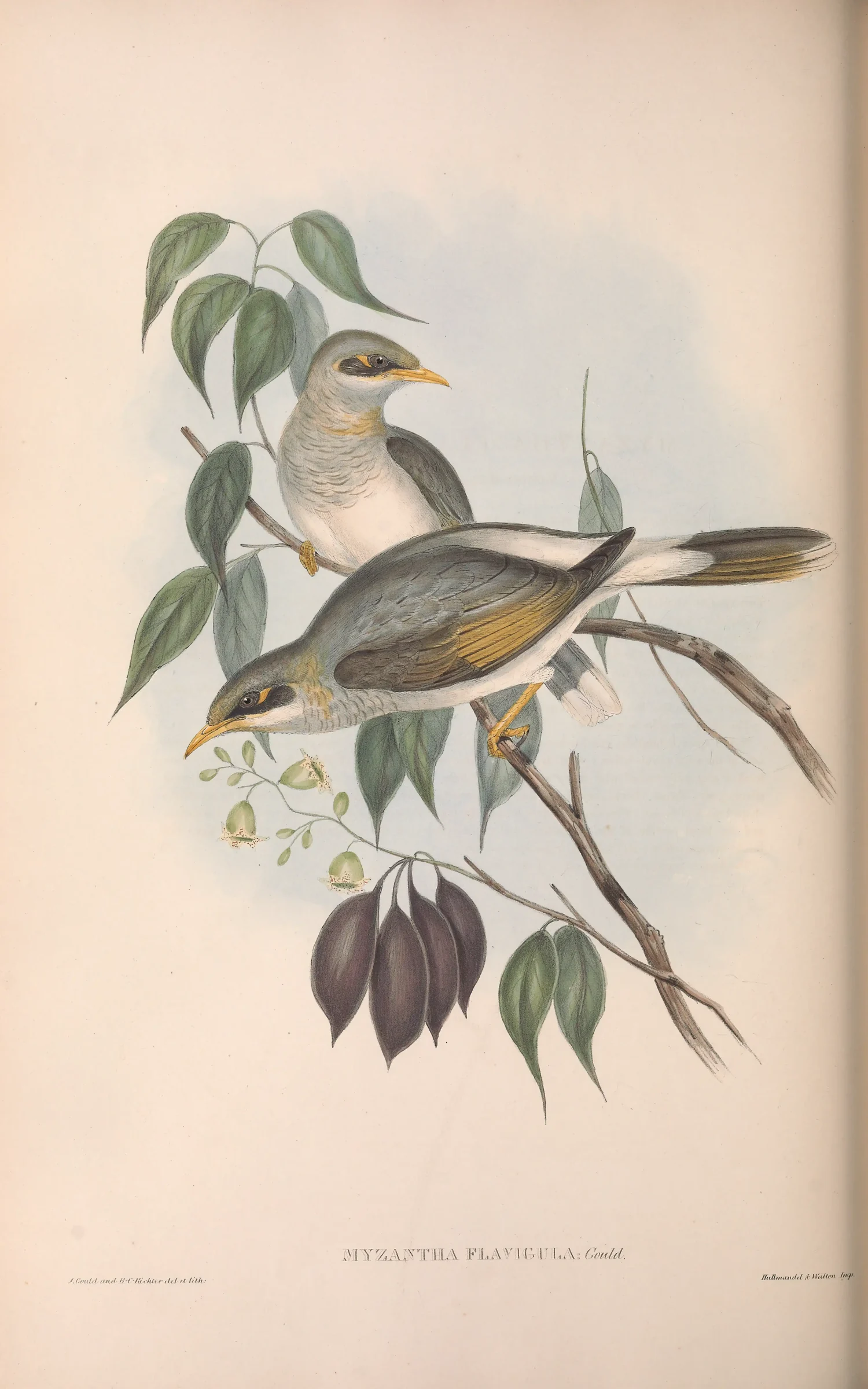 Historical bird plate: Yellow-throated Miner
