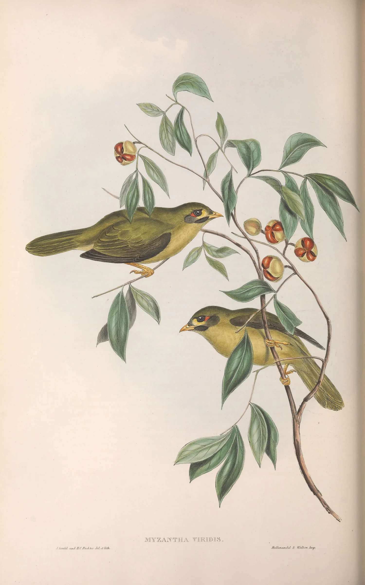 Historical bird plate: Bell Miner