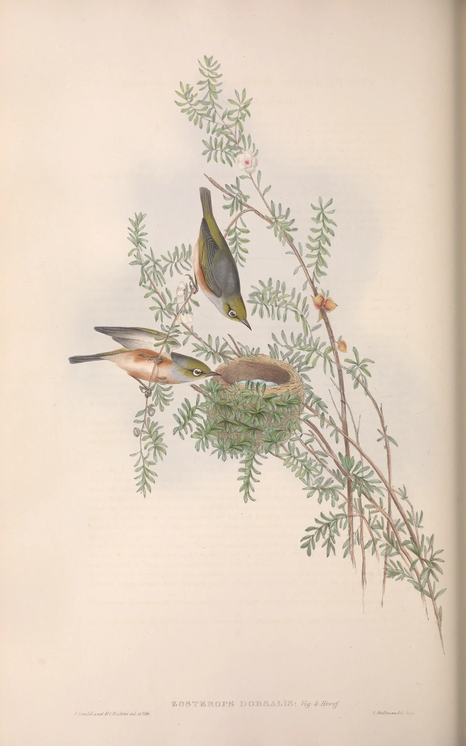Historical bird plate: Silvereye