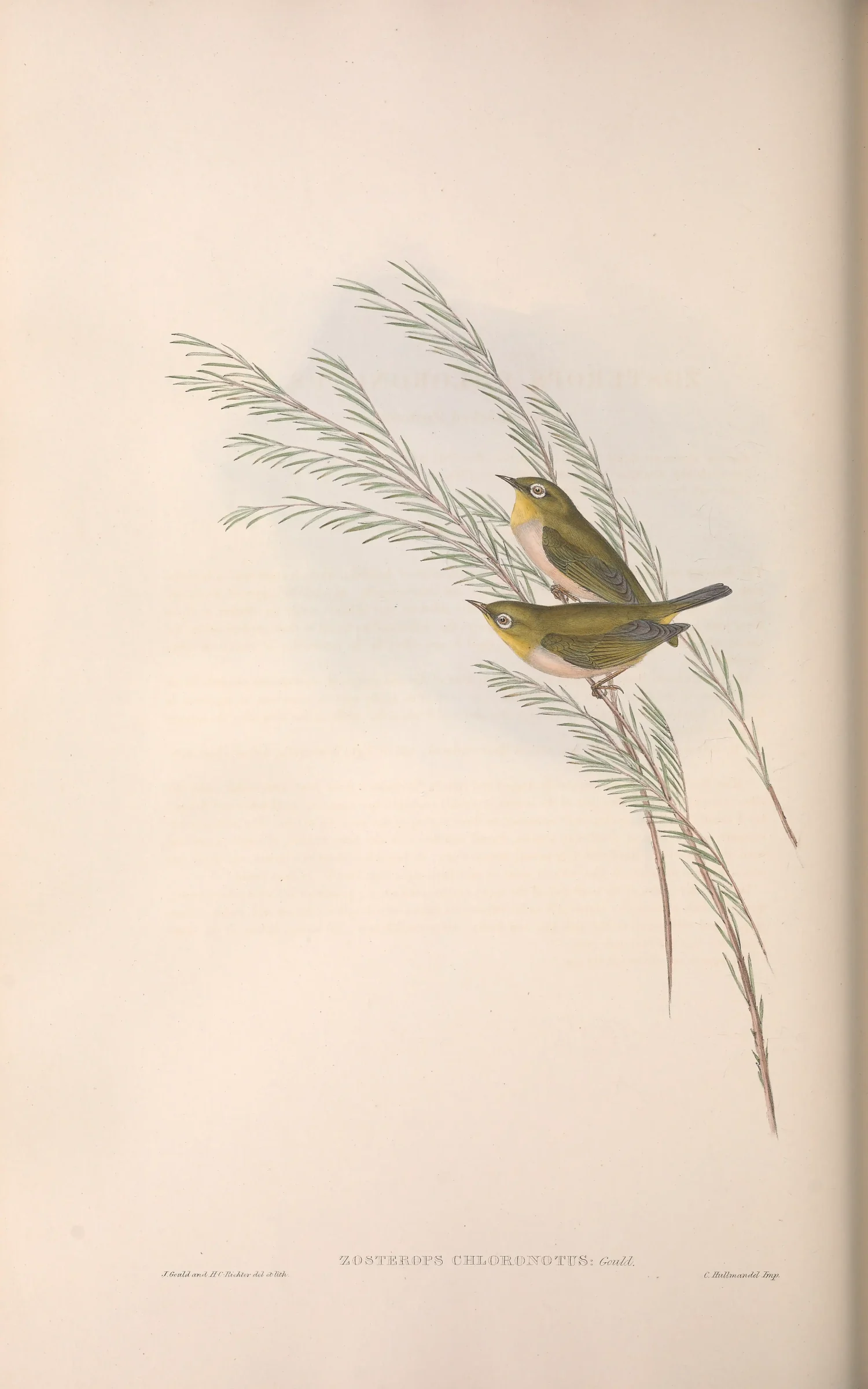 Historical bird plate: Silvereye