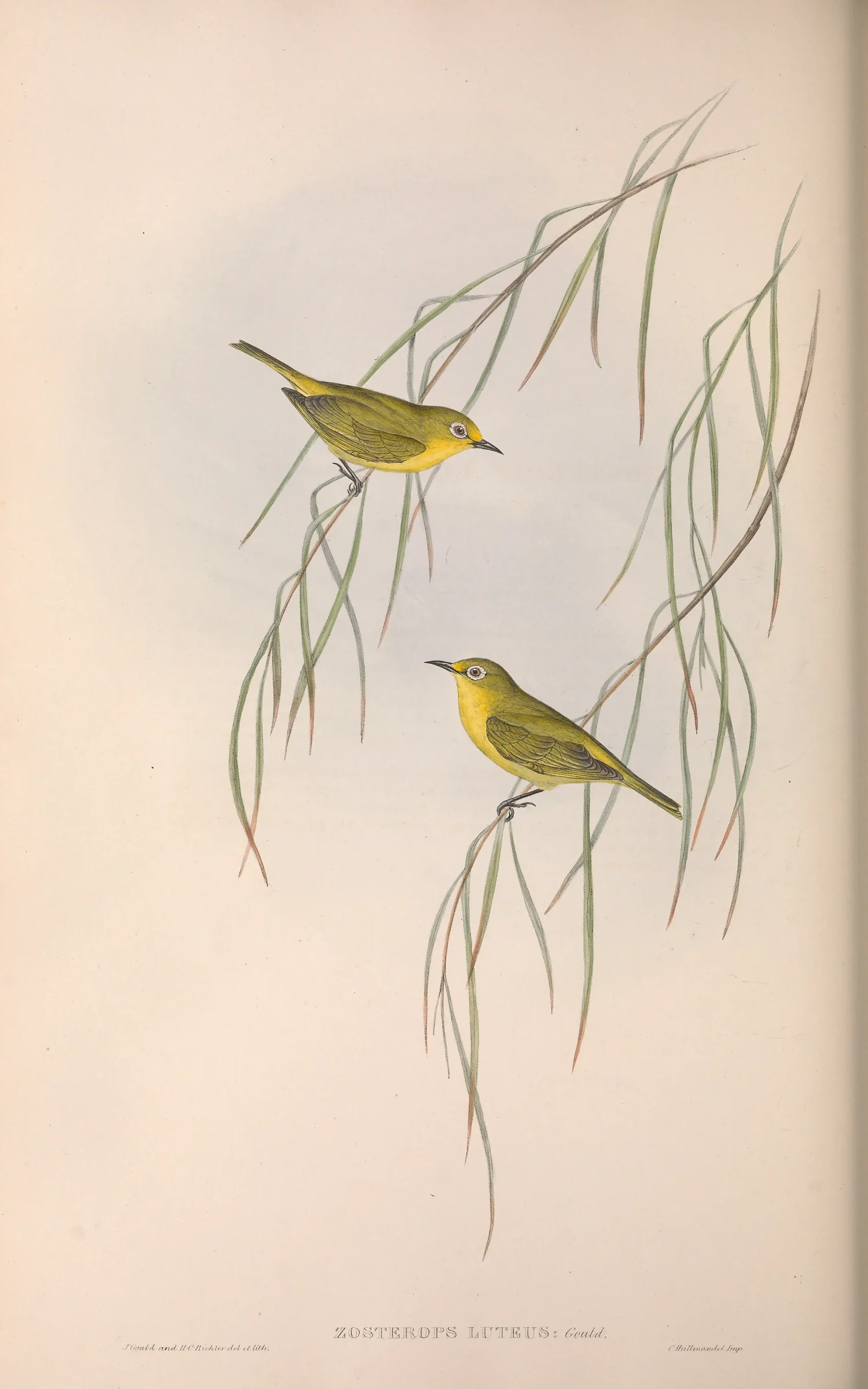 Historical bird plate: Canary White-eye