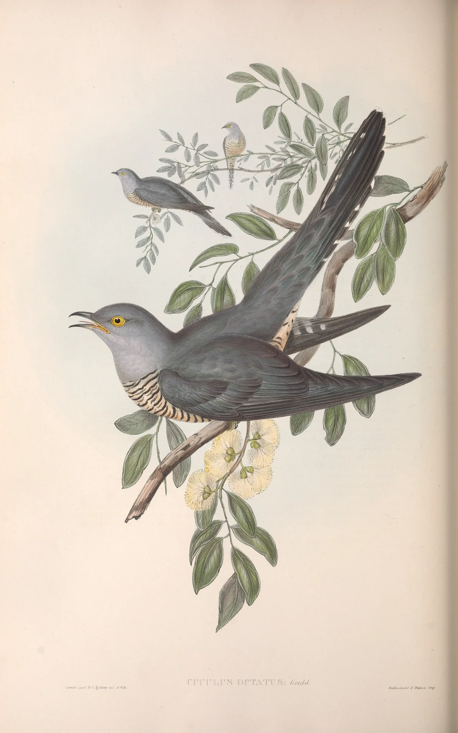 Historical bird plate: Oriental Cuckoo