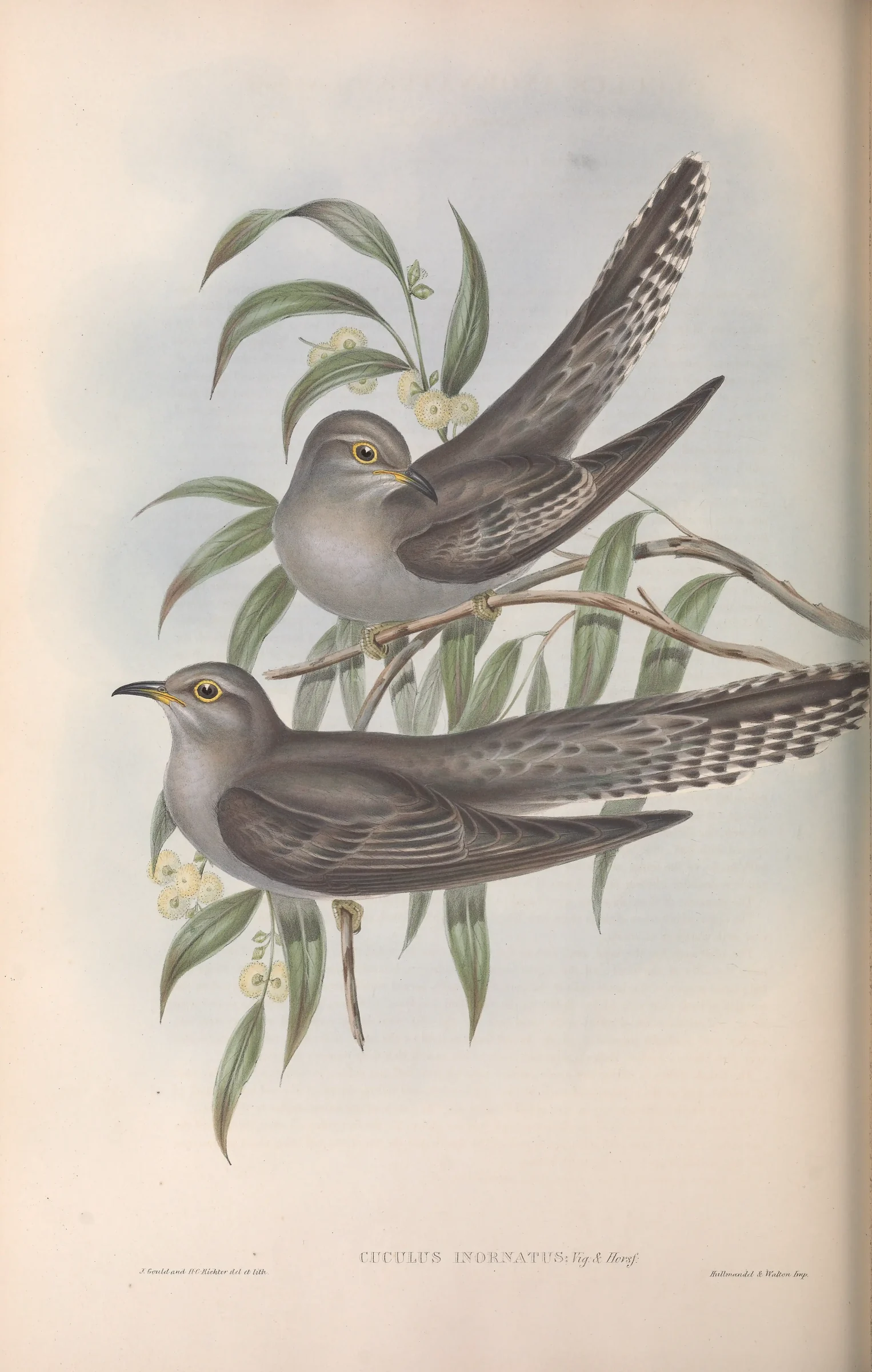 Historical bird plate: Pallid Cuckoo