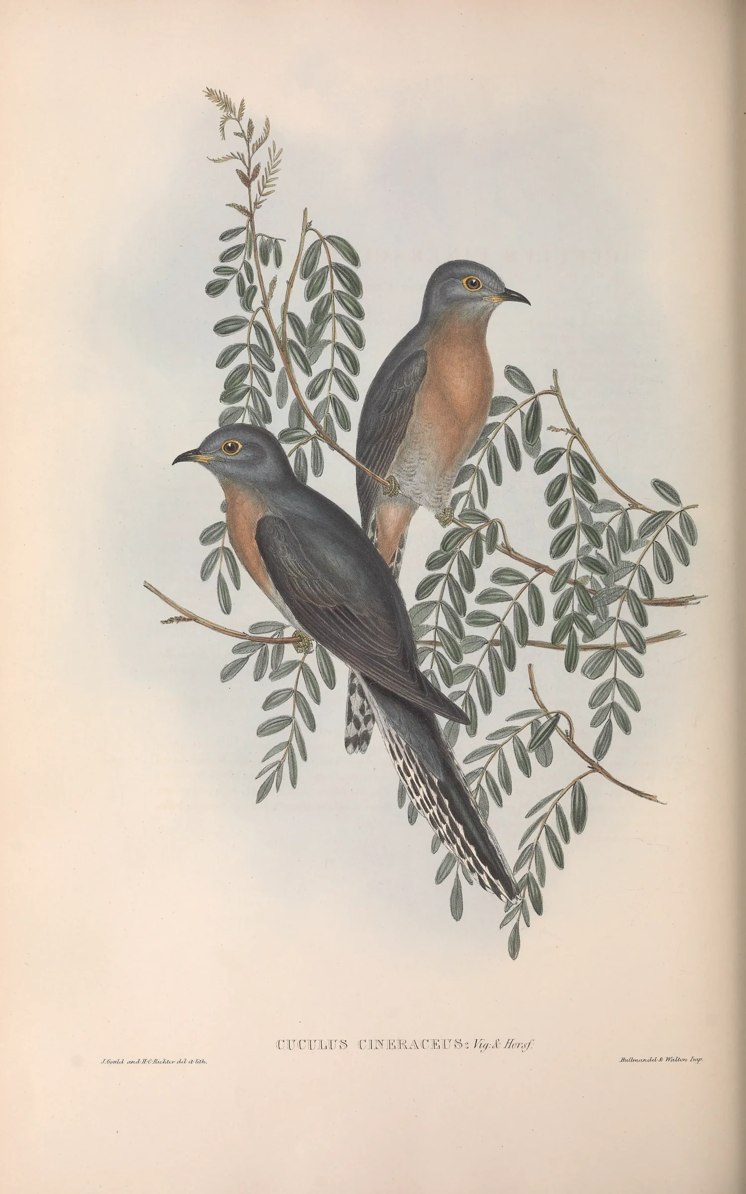 Historical bird plate: Fan-tailed Cuckoo