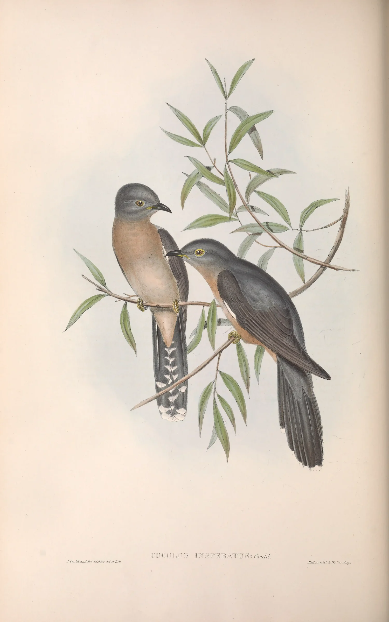 Historical bird plate: Sahul Brush Cuckoo