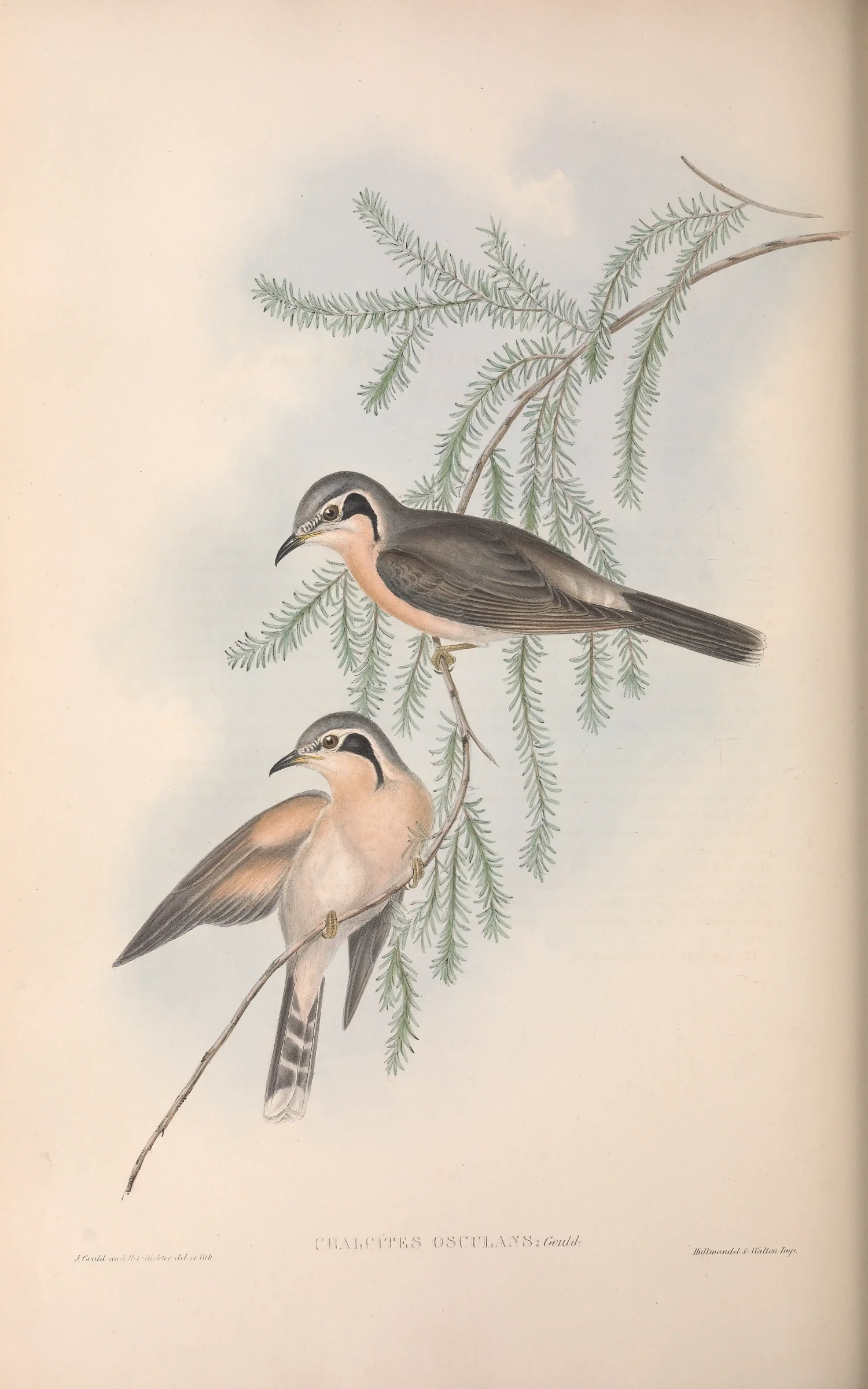 Historical bird plate: Black-eared Cuckoo