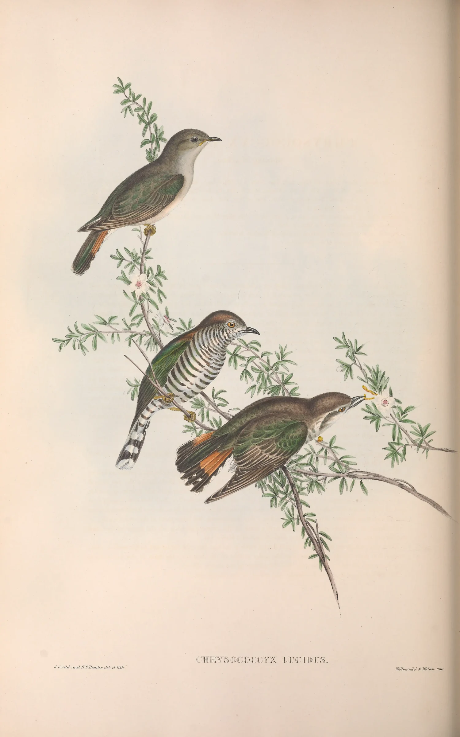 Historical bird plate: Shining Bronze Cuckoo