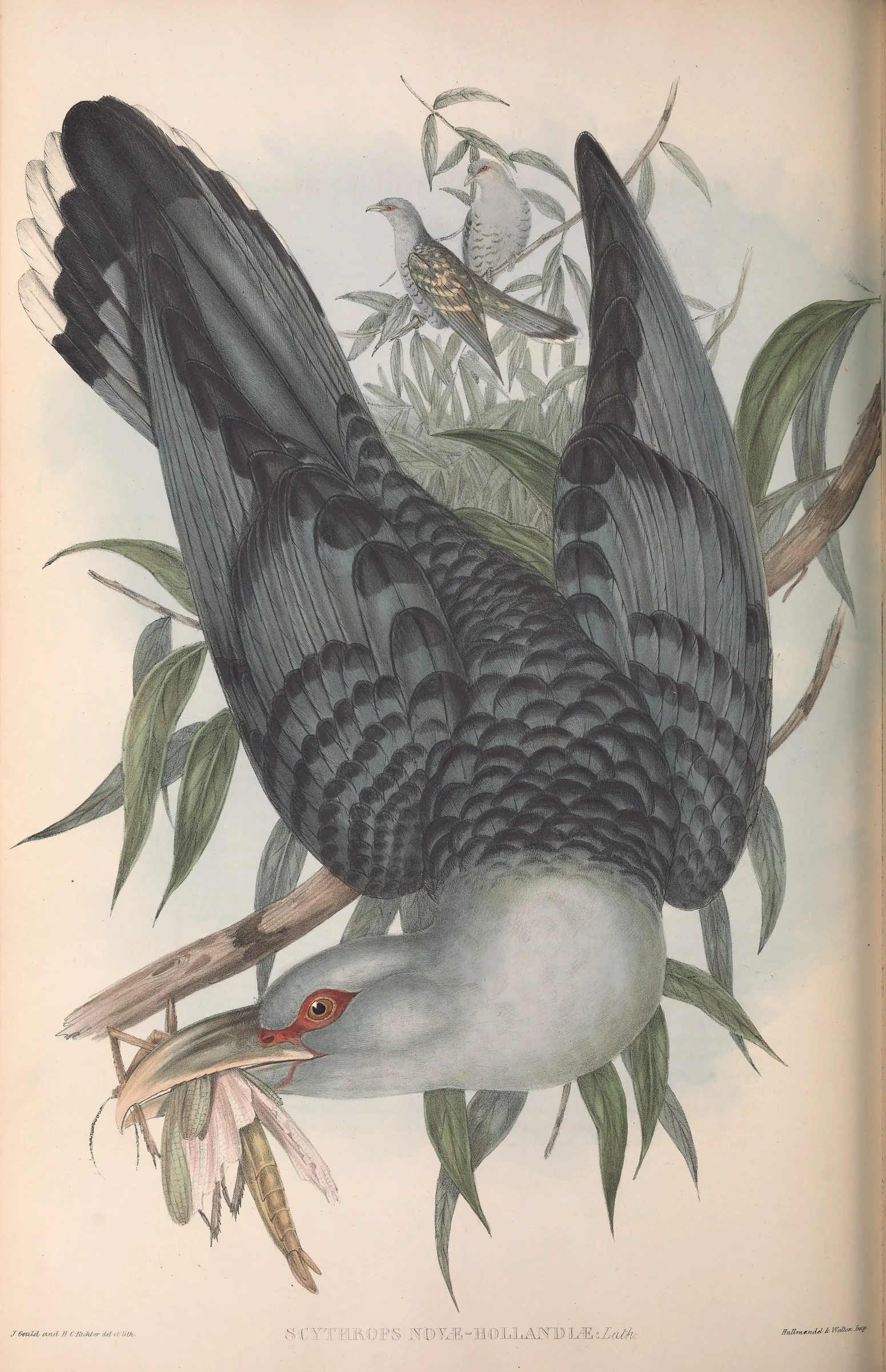Historical bird plate: Channel-billed Cuckoo