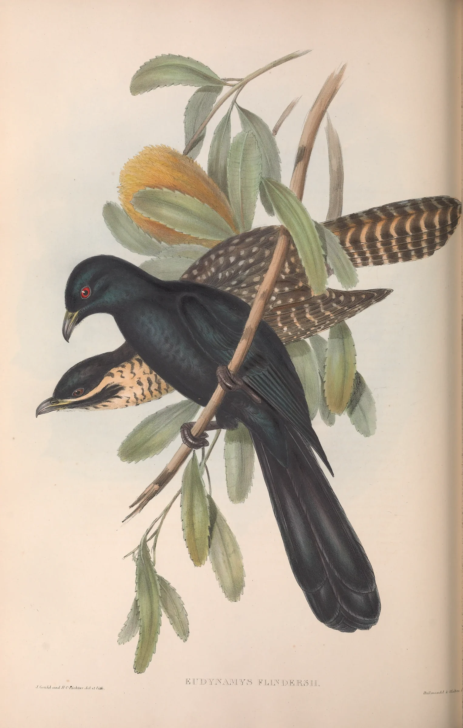 Historical bird plate: Pacific Koel