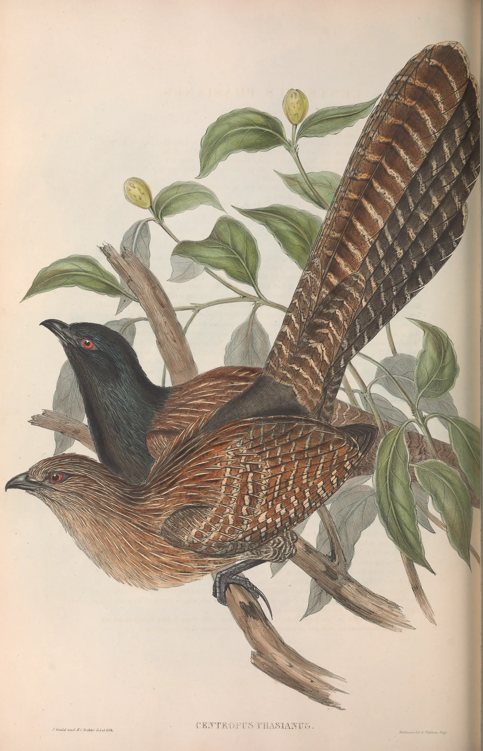 Historical bird plate: Pheasant Coucal